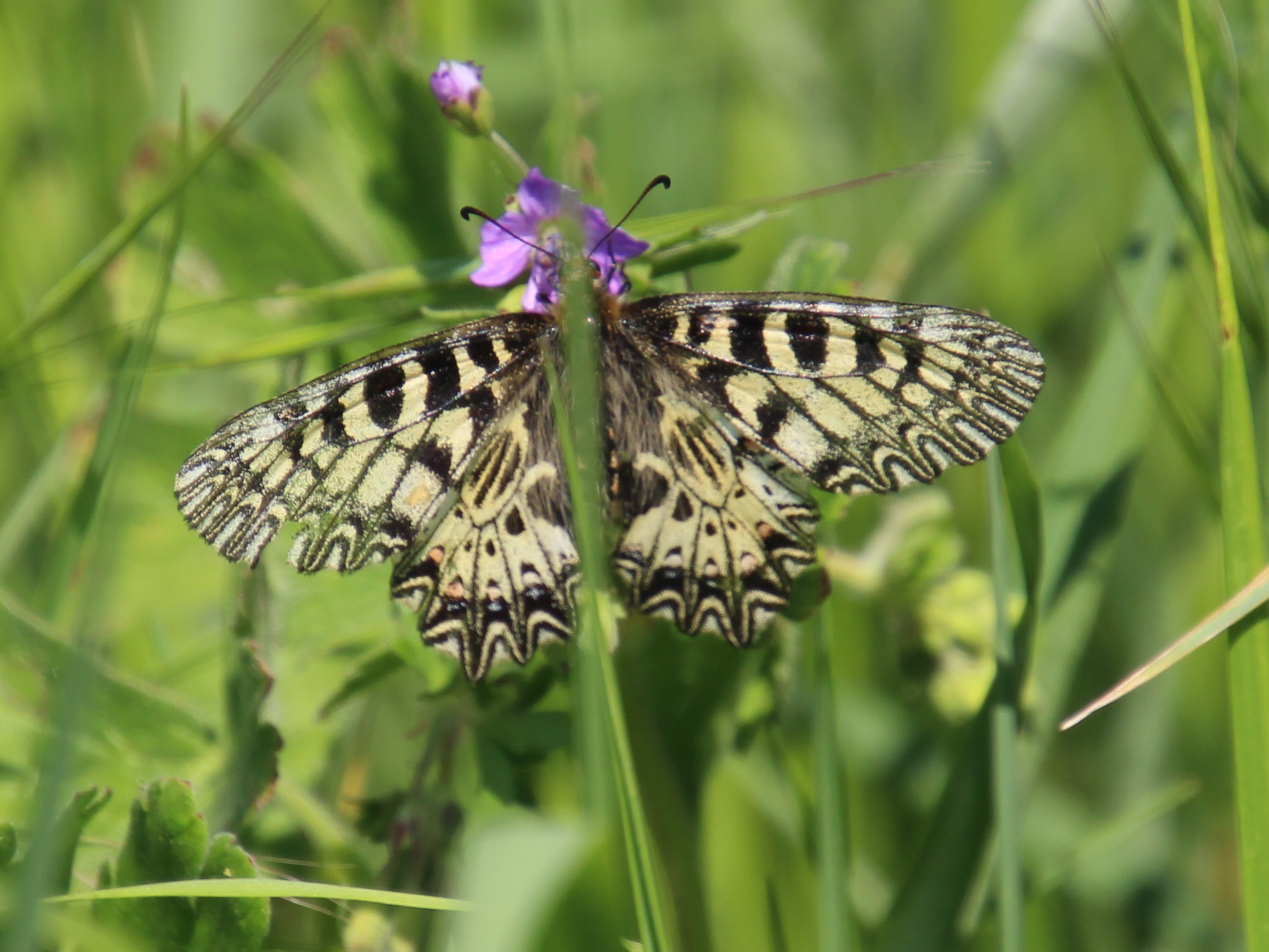 Traiskirchen - 02052025 - (42) - Zerynthia polyxena - Osterluzeifalter.JPG