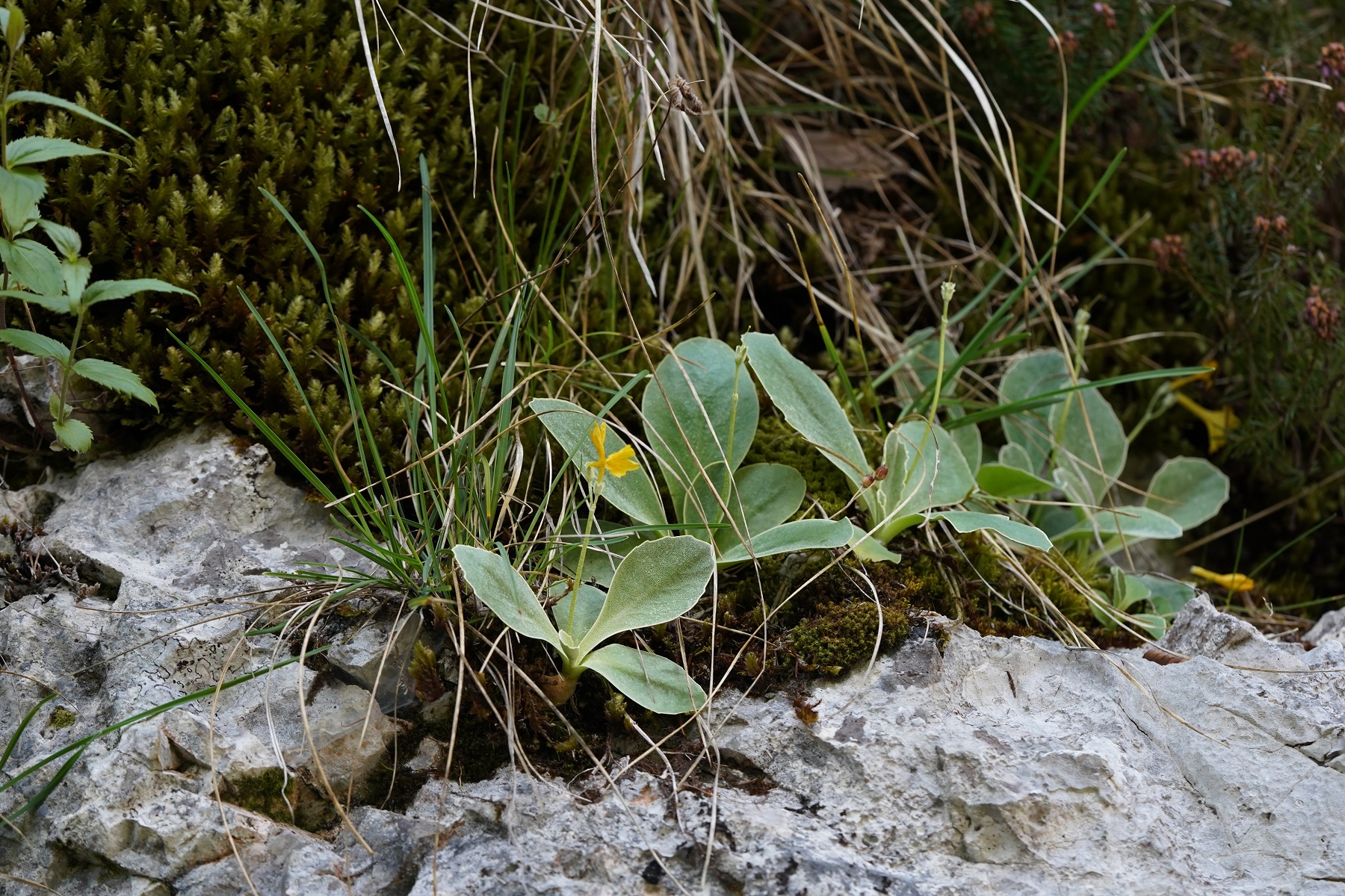 DSC01746.JPG