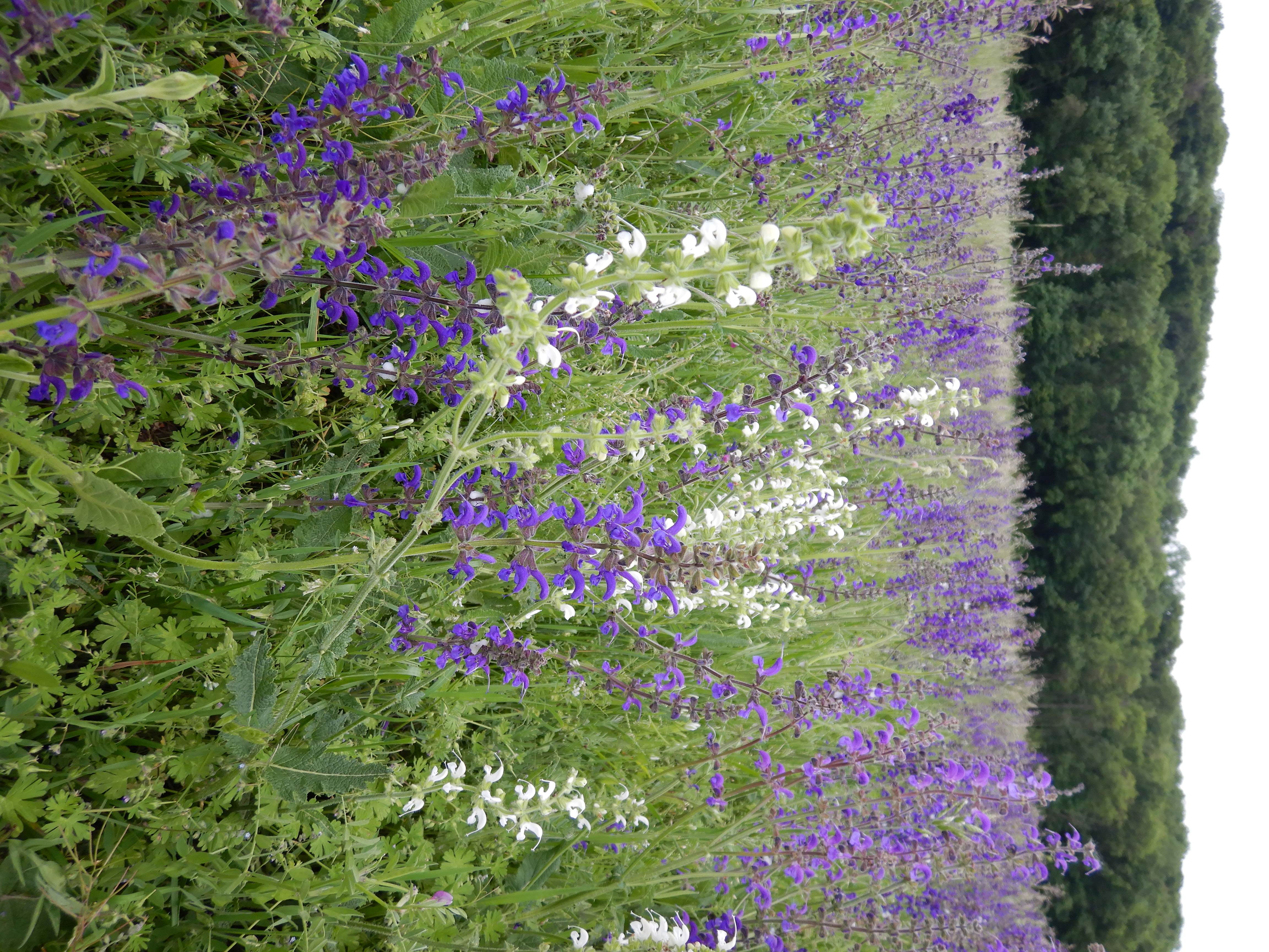 DSCN2803 albino, salvia pratensis, wolfsthal, 2025-05-07.jpg