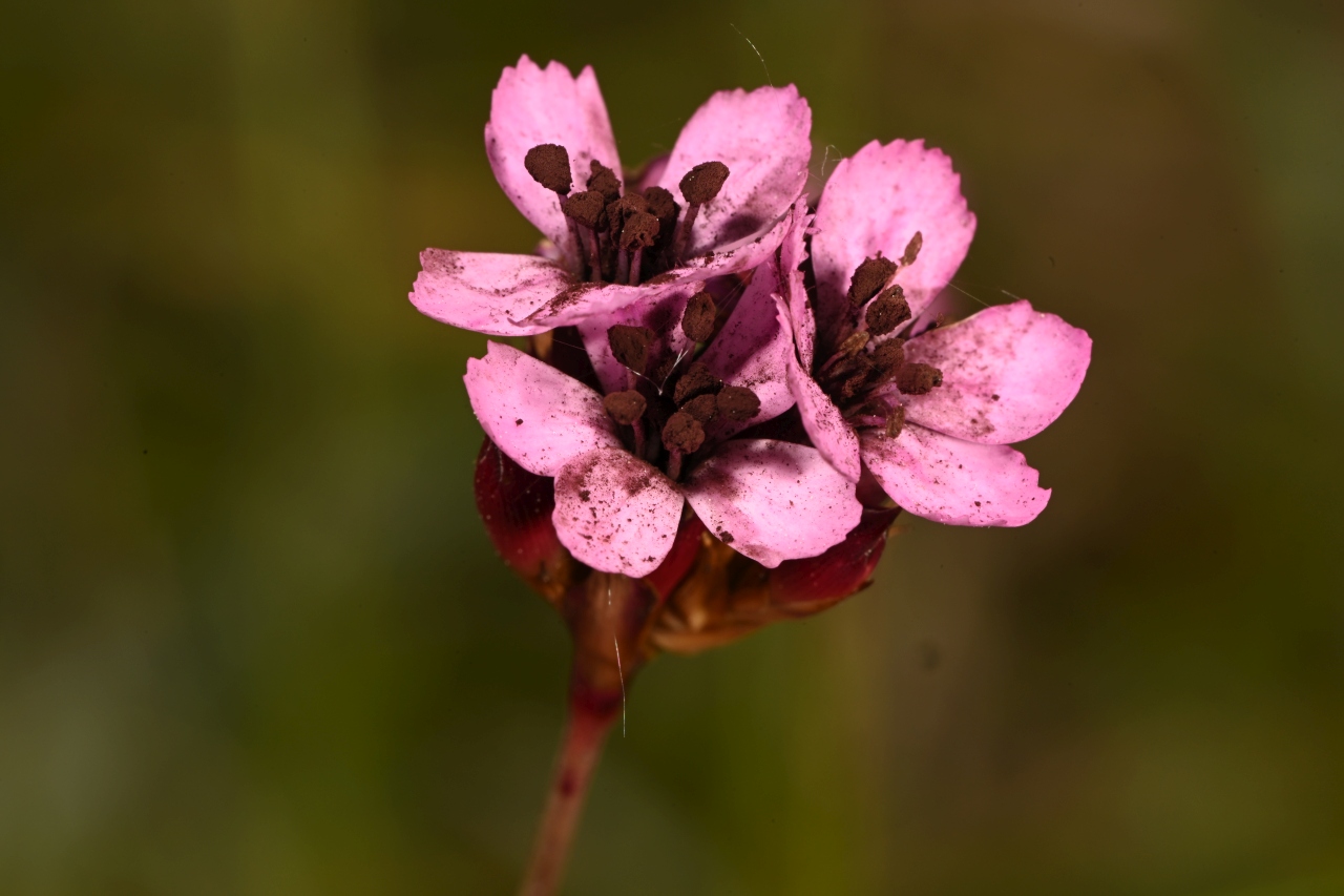 DSC_1074 res.jpg