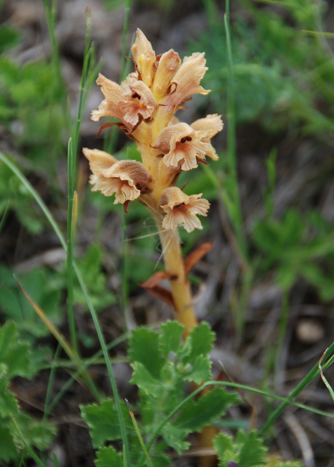 Perchtoldsdorf-Heide-03062018-(38) - Orobanche.JPG