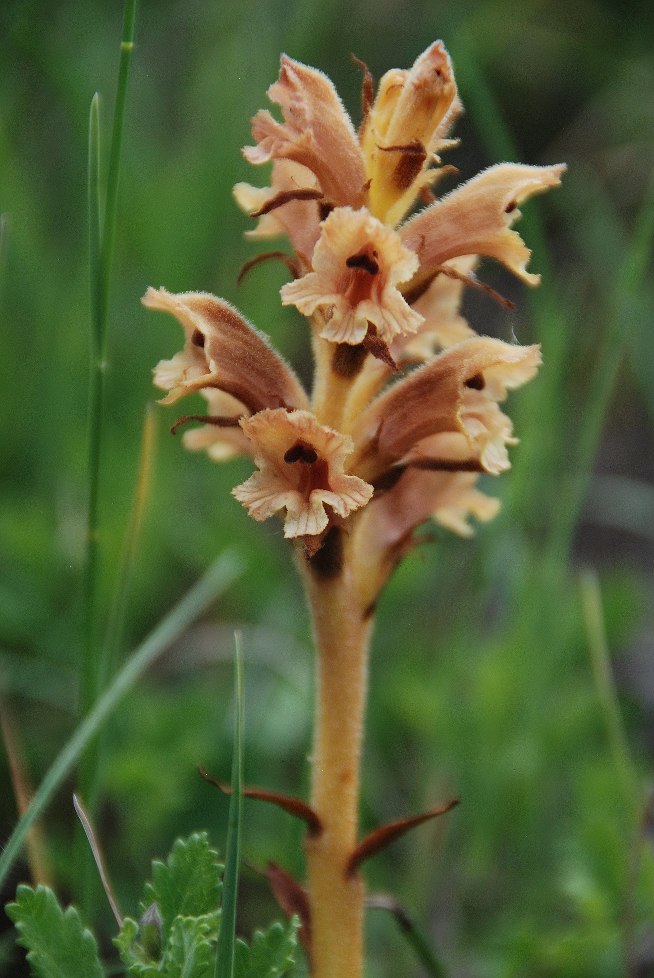 Perchtoldsdorf-Heide-03062018-(40) - Orobanche.JPG