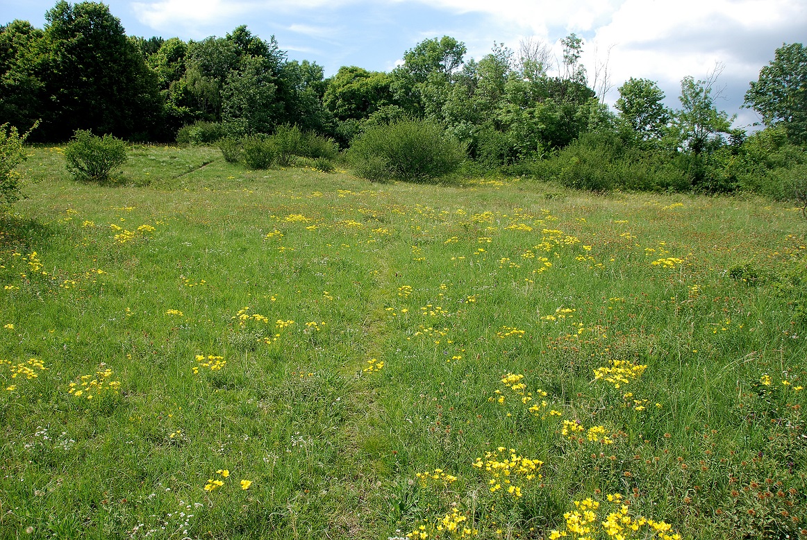 Perchtoldsdorf-Heide-03062018-(8).JPG