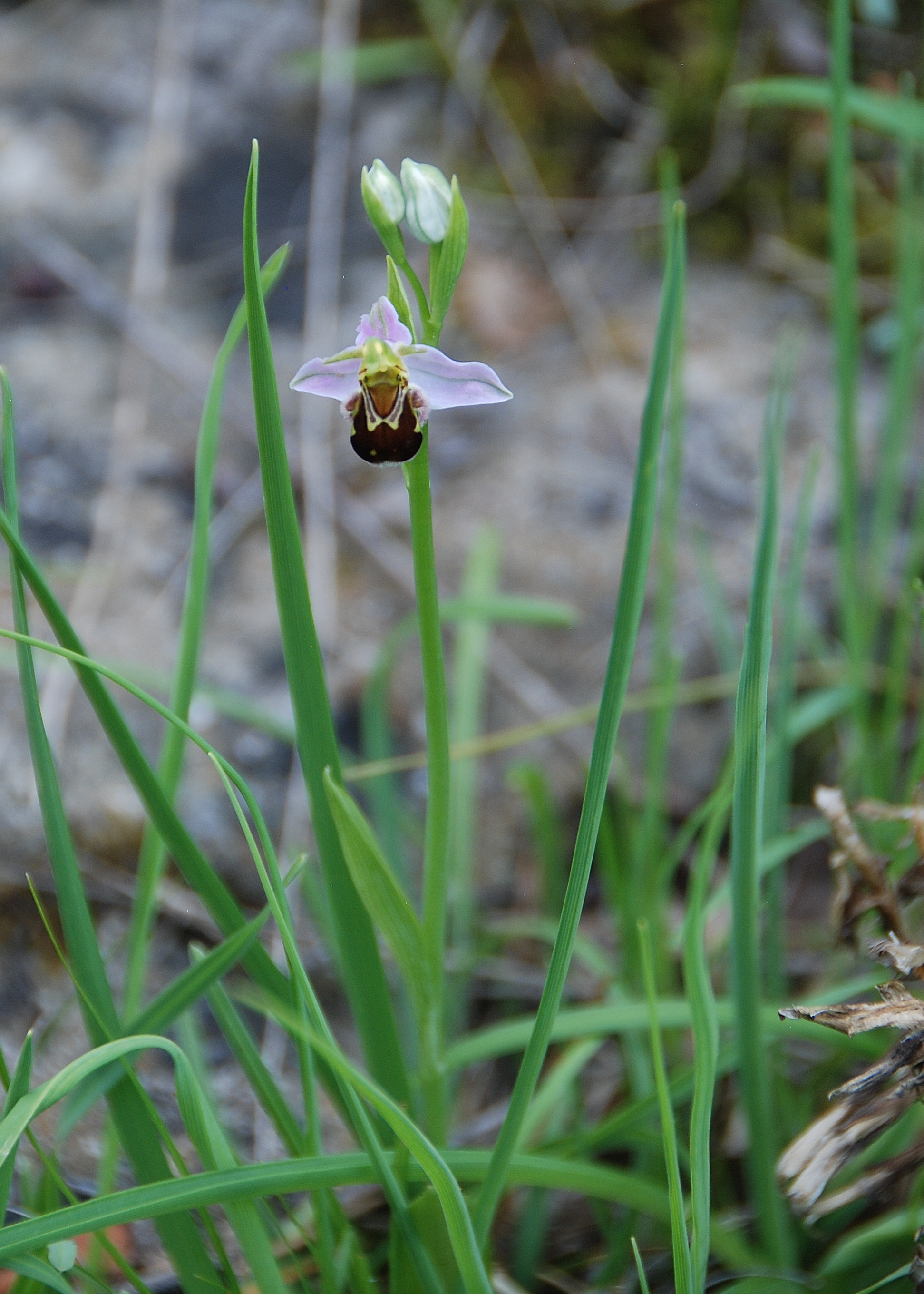 Perchtoldsdorf-Heide-03062018-(43).JPG