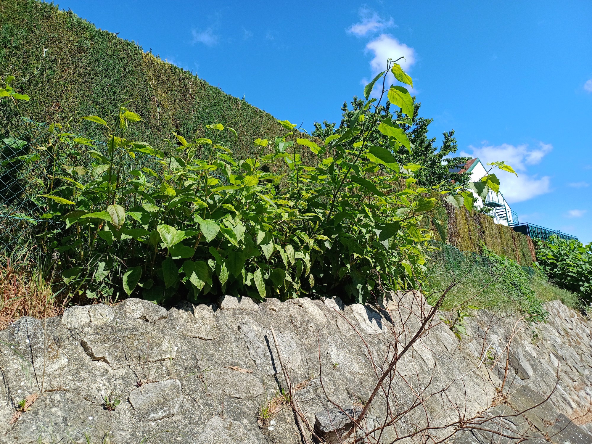 fallopia sachalinensis bach bei brückengasse wildungsmauer 20250516_095051.jpg