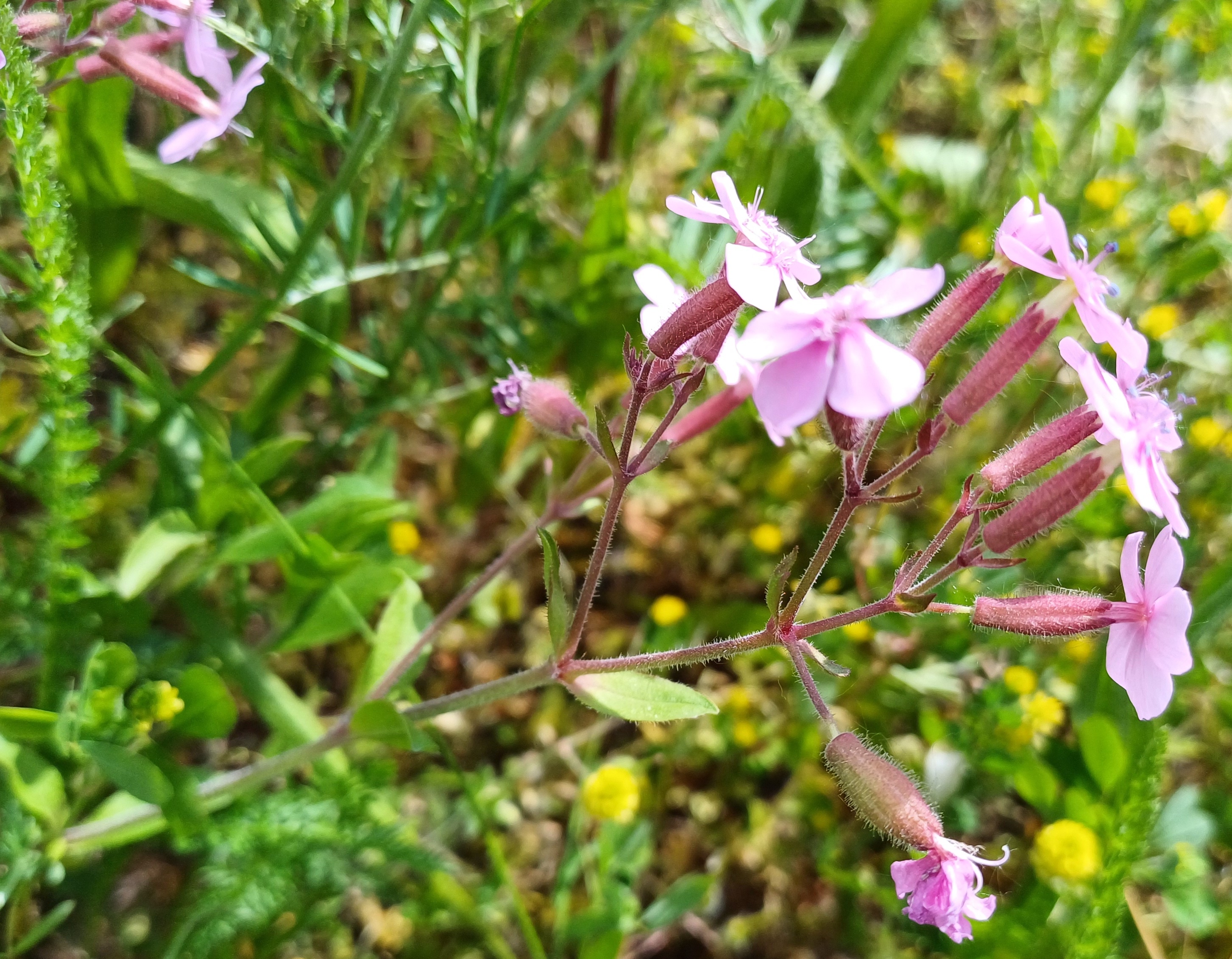 saponaria ocymoides bhf wildungsmauer 20250516_110649.jpg