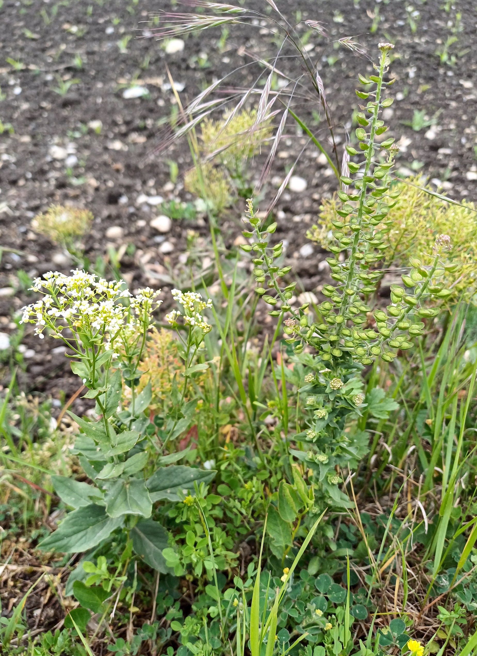 lepidium draba und campestre syntop zw. gramatneusiedl u reisenberg 20250519_090810.jpg