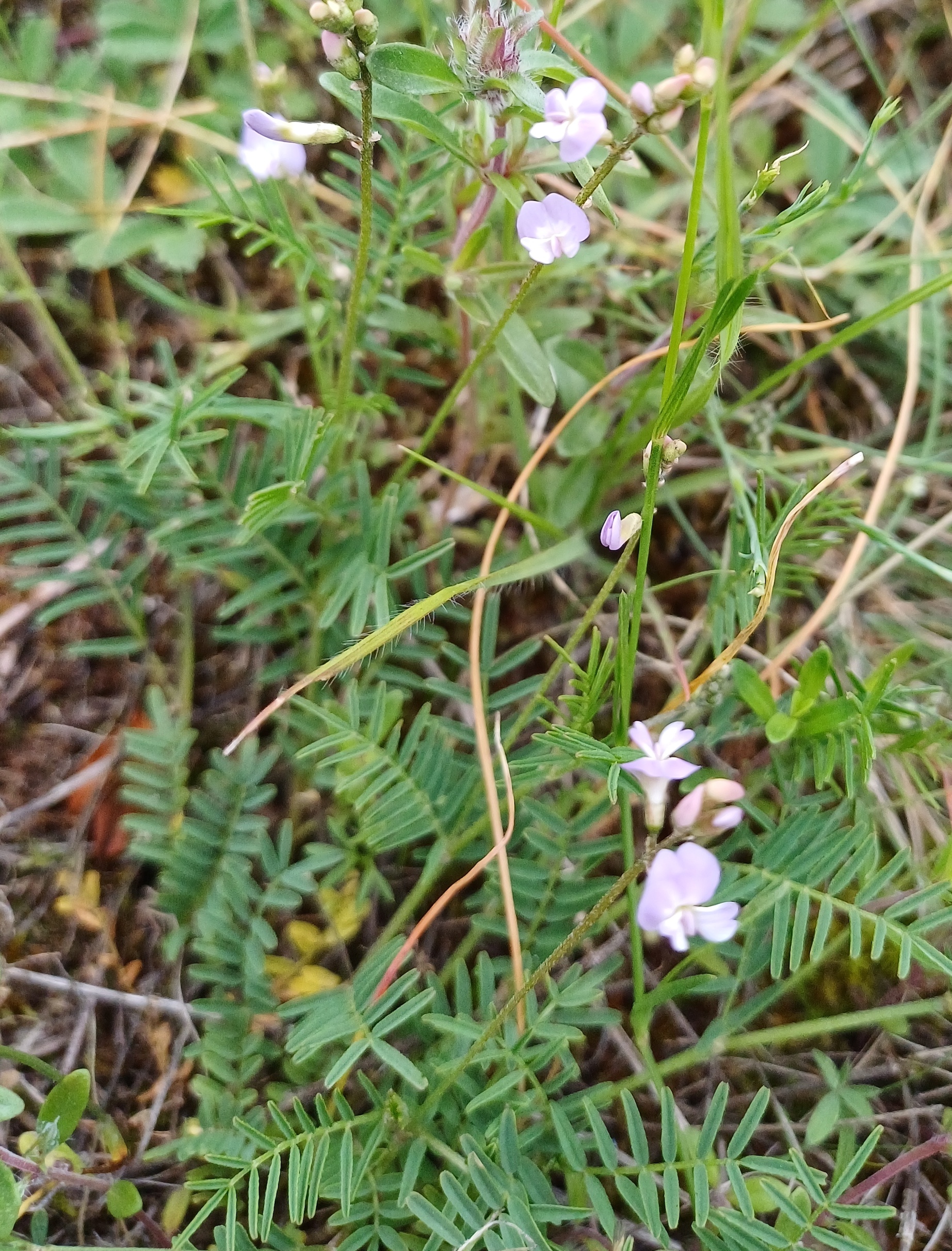 astragalus austriacus goldberg reisenberg 20250519_120919.jpg