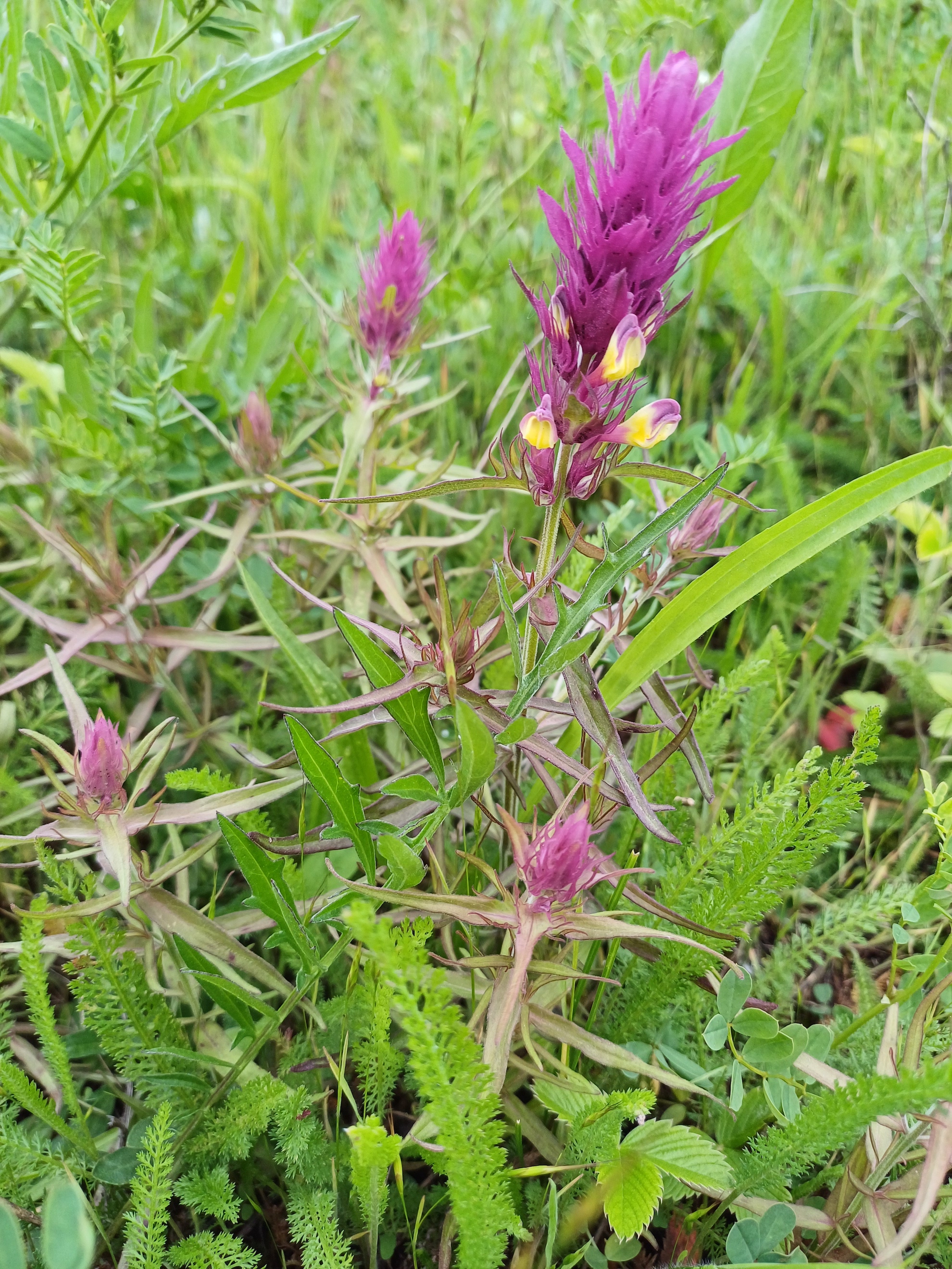 melampyrum arvense goldberg reisenberg 20250519_105923.jpg