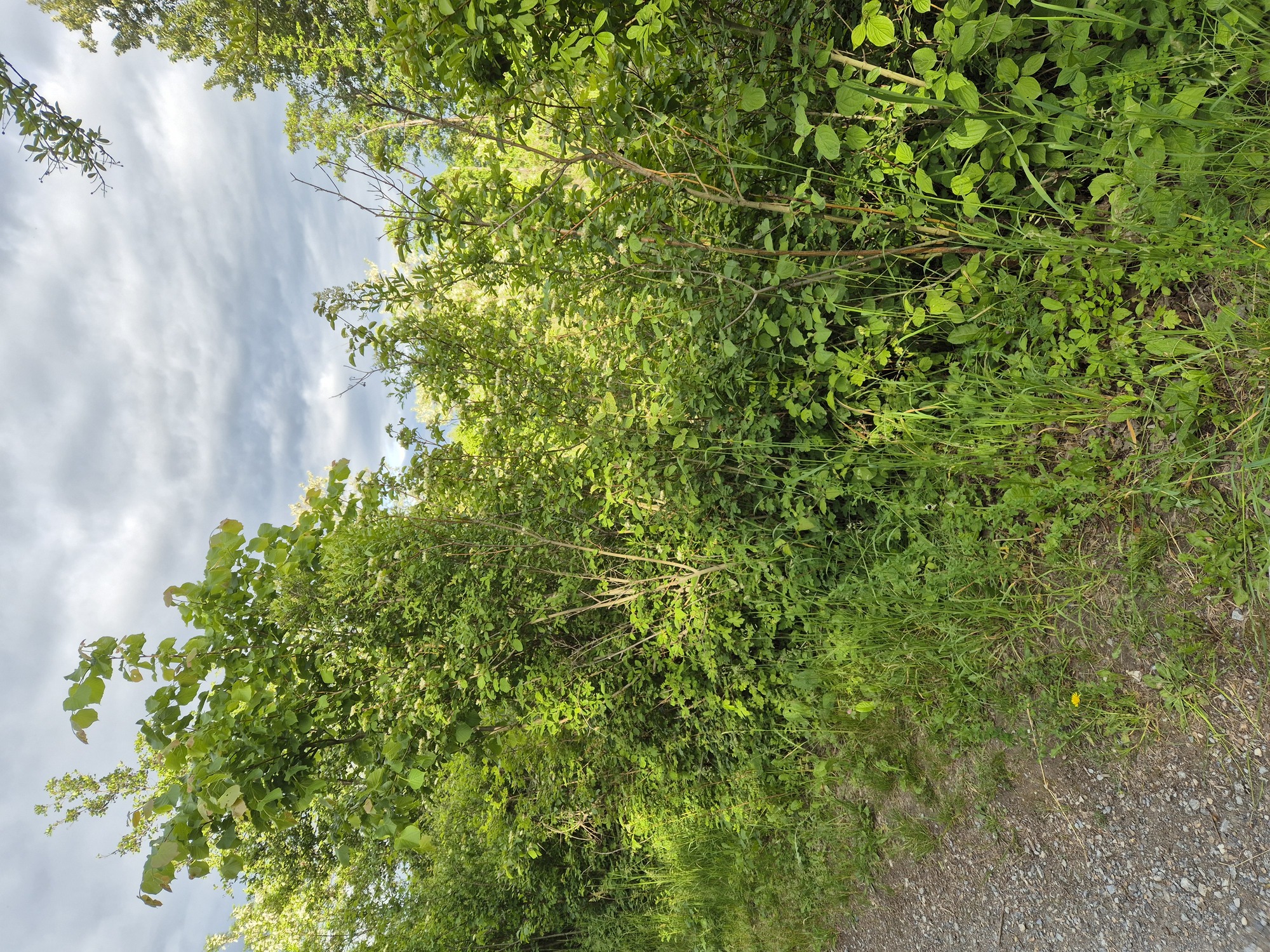 20250519_181753.jpg