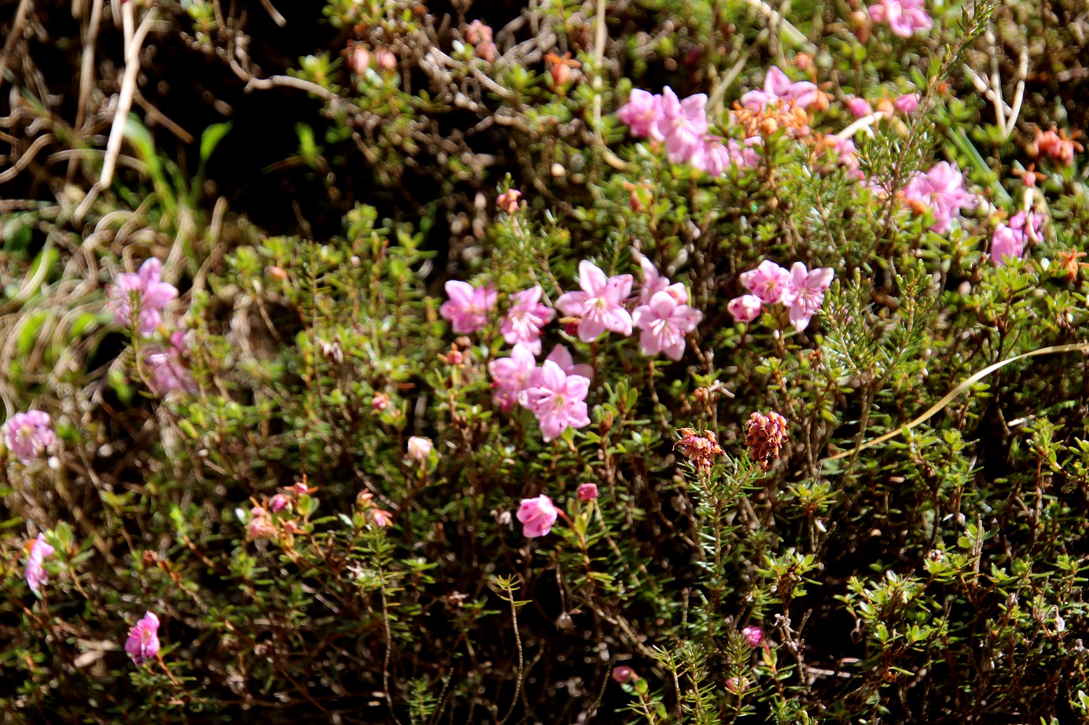 Mariazell - 20052025 - (328) - Rhodothamnus chamaecistus - Zwergalpenrose.JPG
