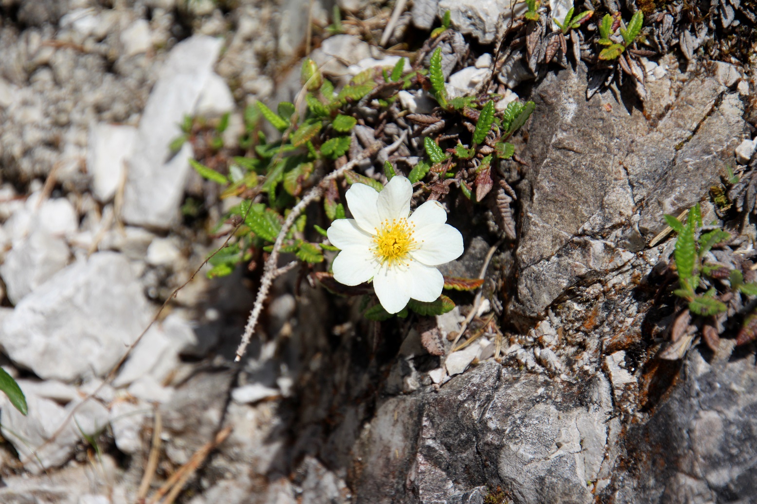 Mariazell - 20052025 - (337) - Dryas octopetala - Silberwurz.JPG
