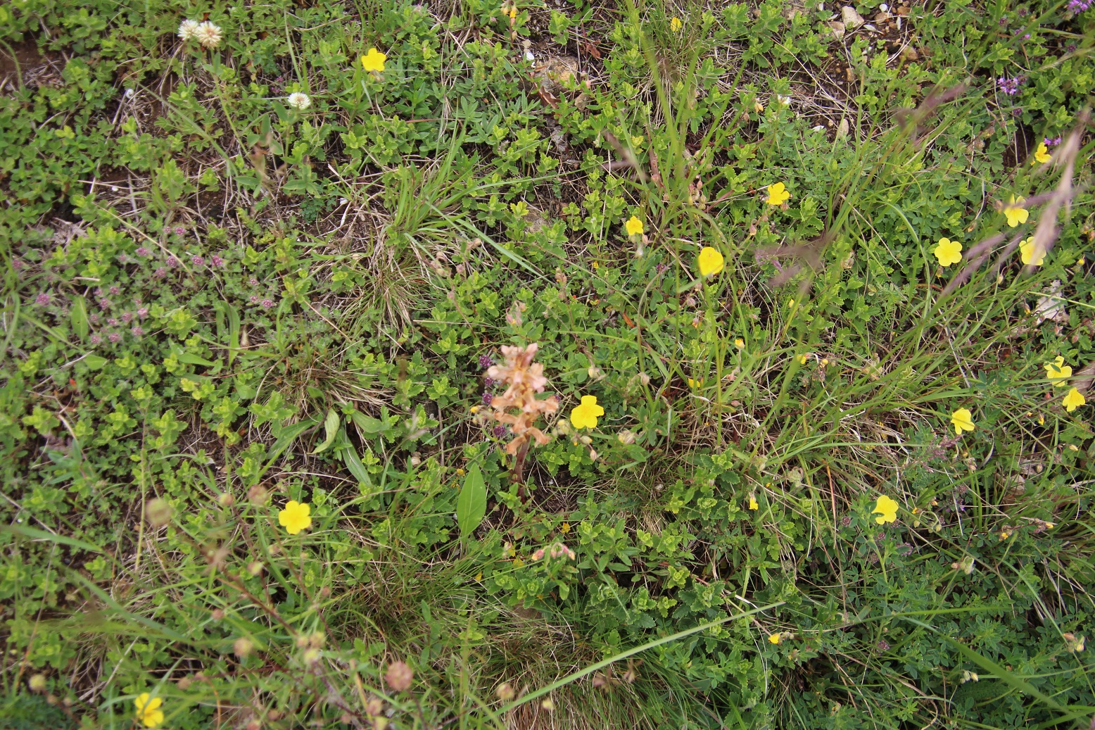 WW - - 23052025 - (20) - Orobanche lutea - Gelb-Sommerwurz - kein Geruch.JPG