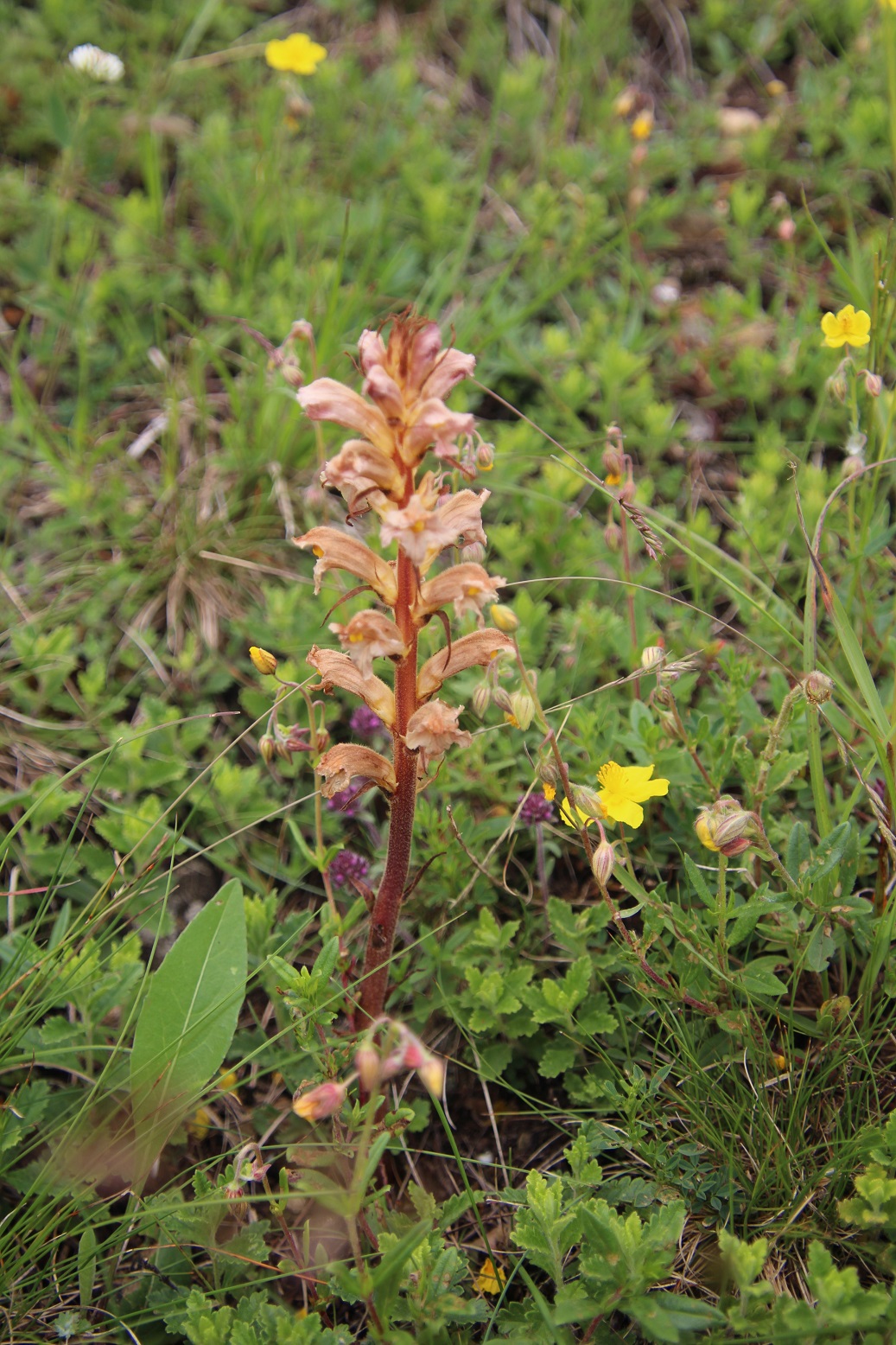 WW - - 23052025 - (22) - Orobanche lutea - Gelb-Sommerwurz - kein Geruch.JPG