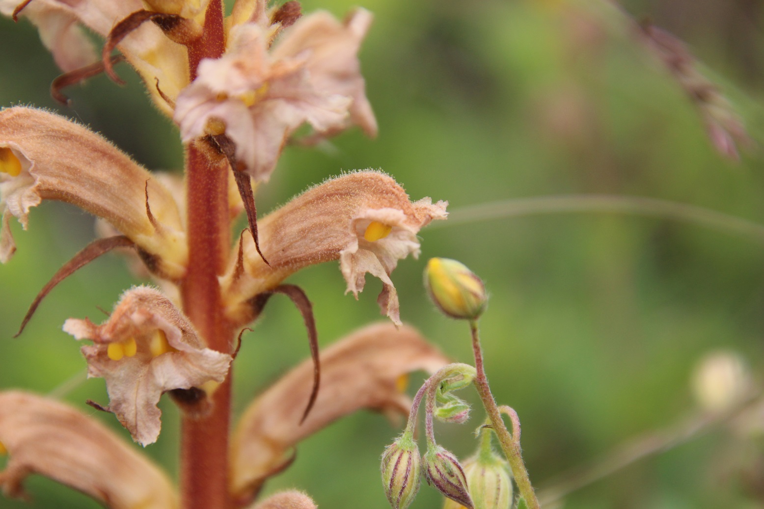 WW - - 23052025 - (23) - Orobanche lutea - Gelb-Sommerwurz - kein Geruch.JPG