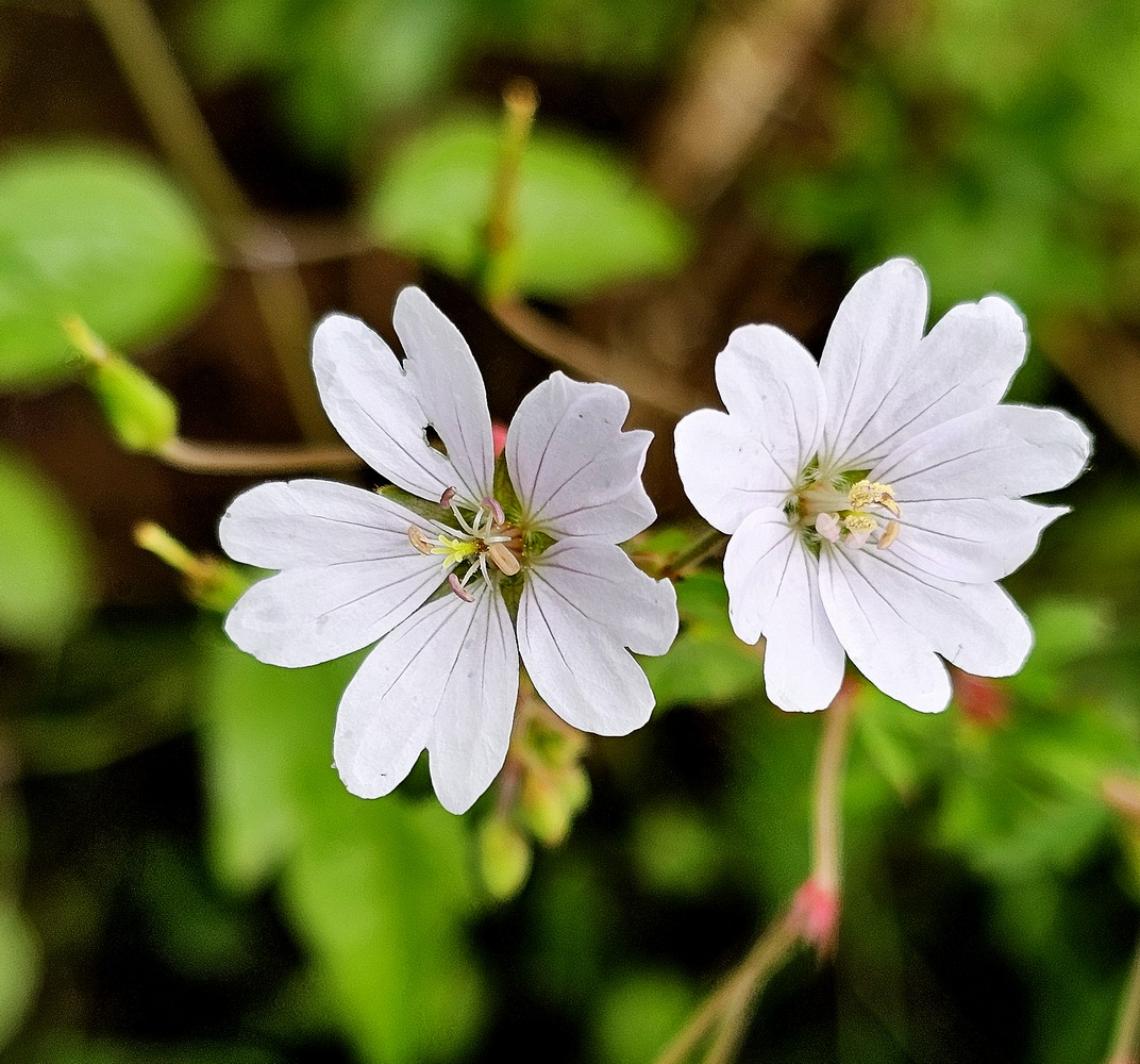 Albino Geranium pyrenaicum.jpg