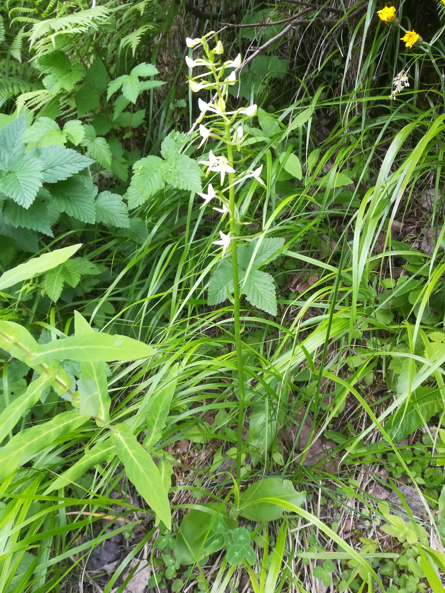 platanthera cf. bifolia fleiß weststeiermark sperre großsölk_20180604_133530.jpg