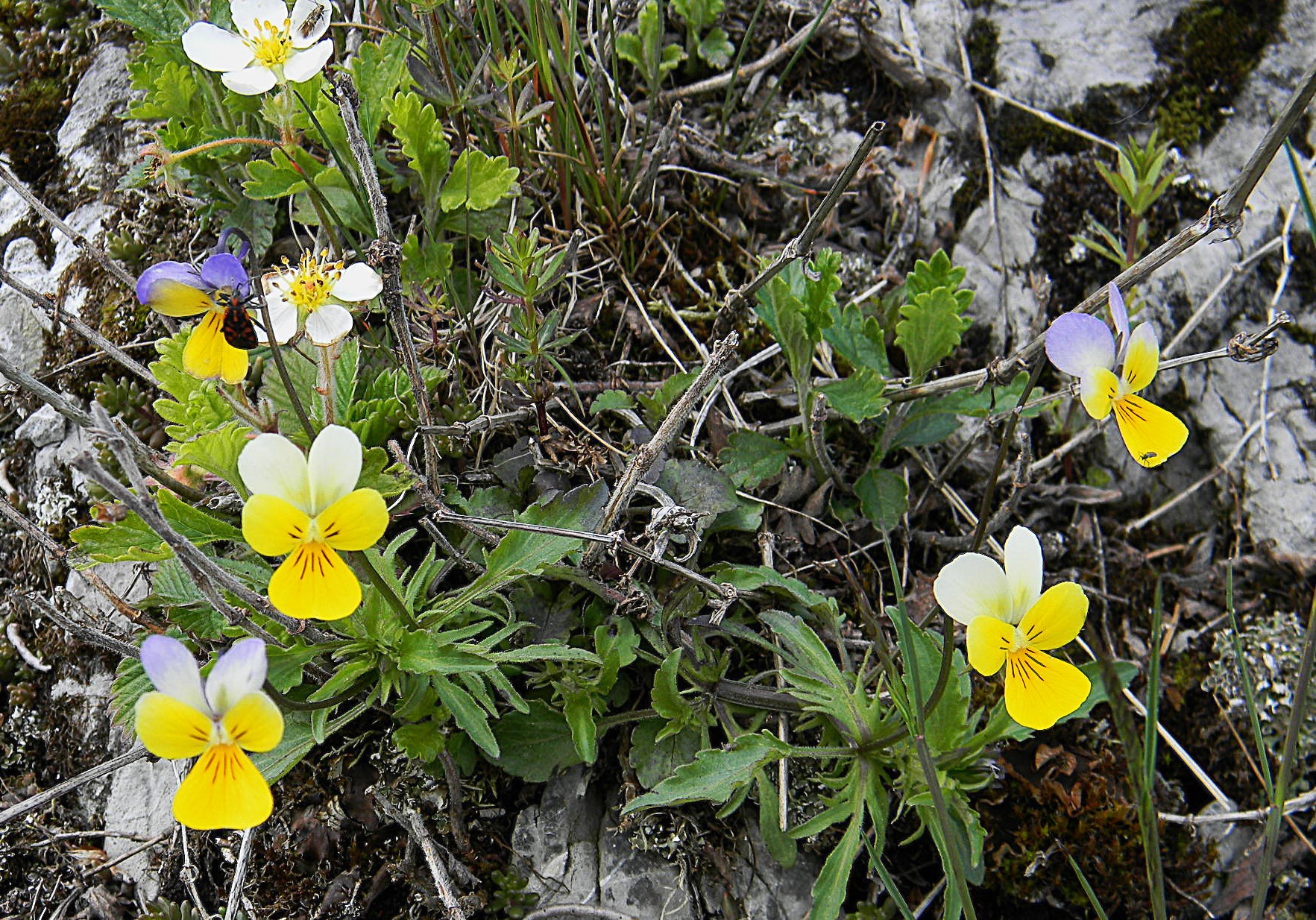 DSCN1195.JPG