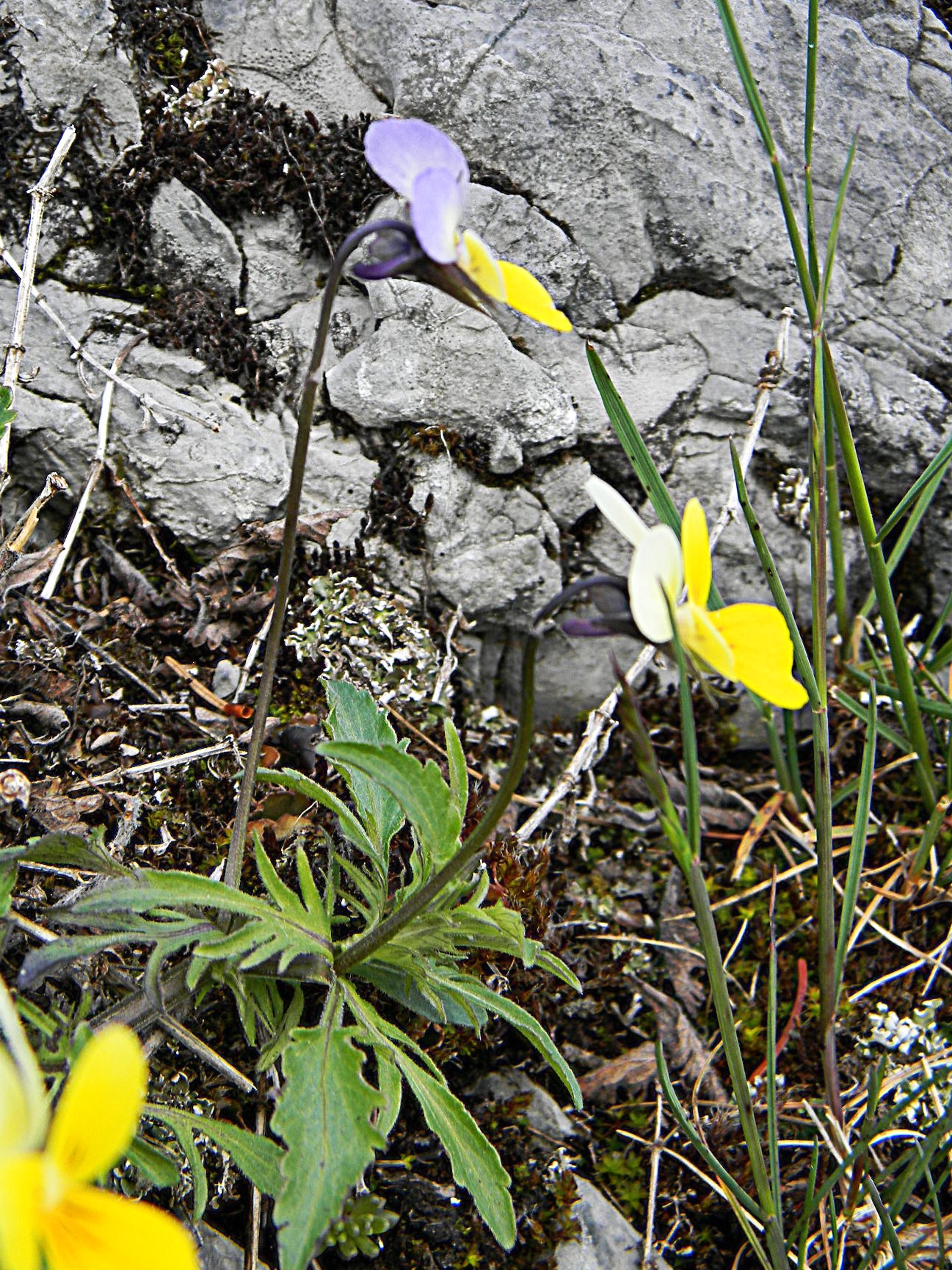 DSCN1196.JPG