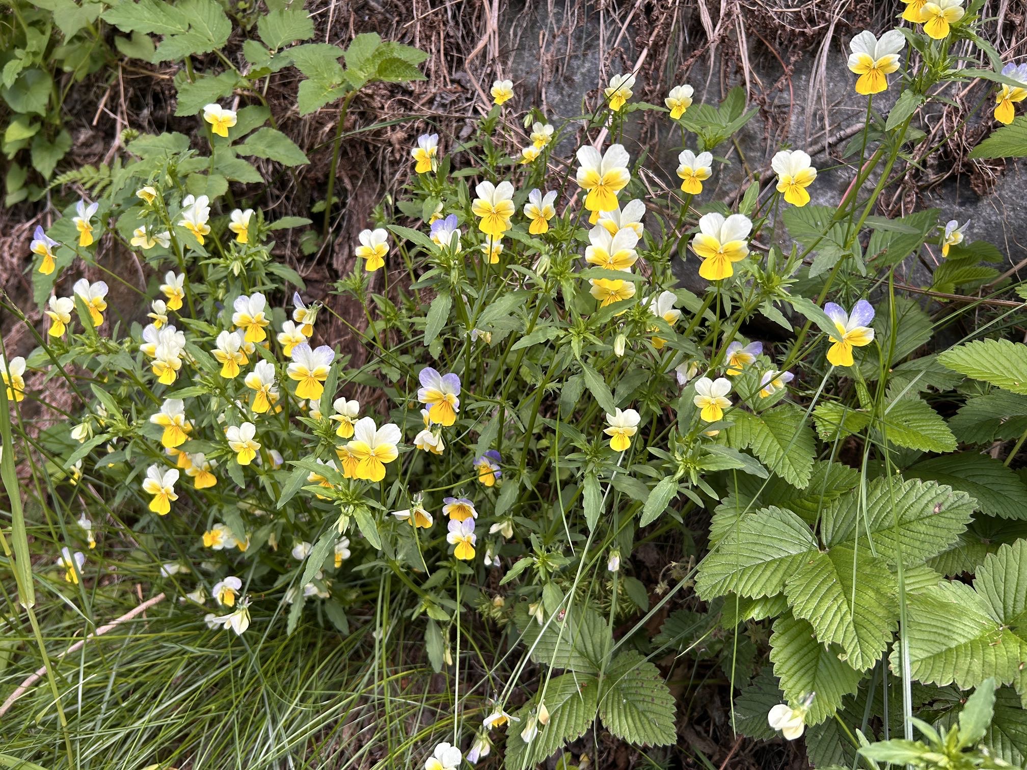 IMG_0795.jpeg