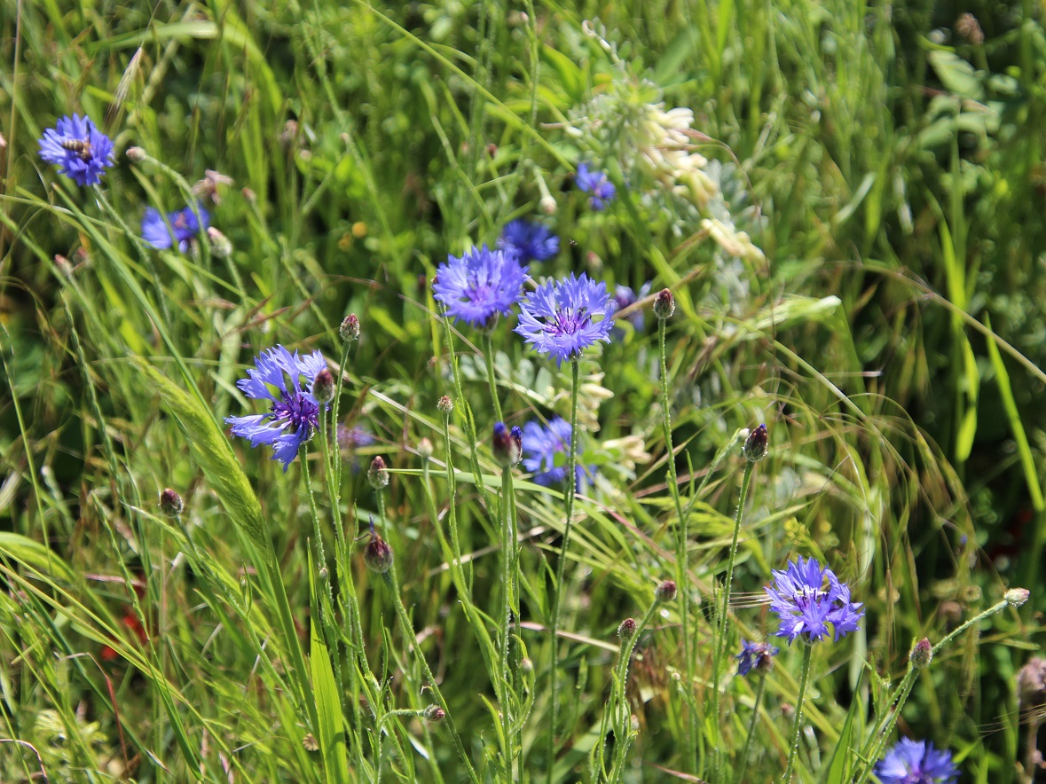 Bd Deutsch Altenburg - 29052025 - (5) - - Centaurea cyanus - Kornblume.JPG