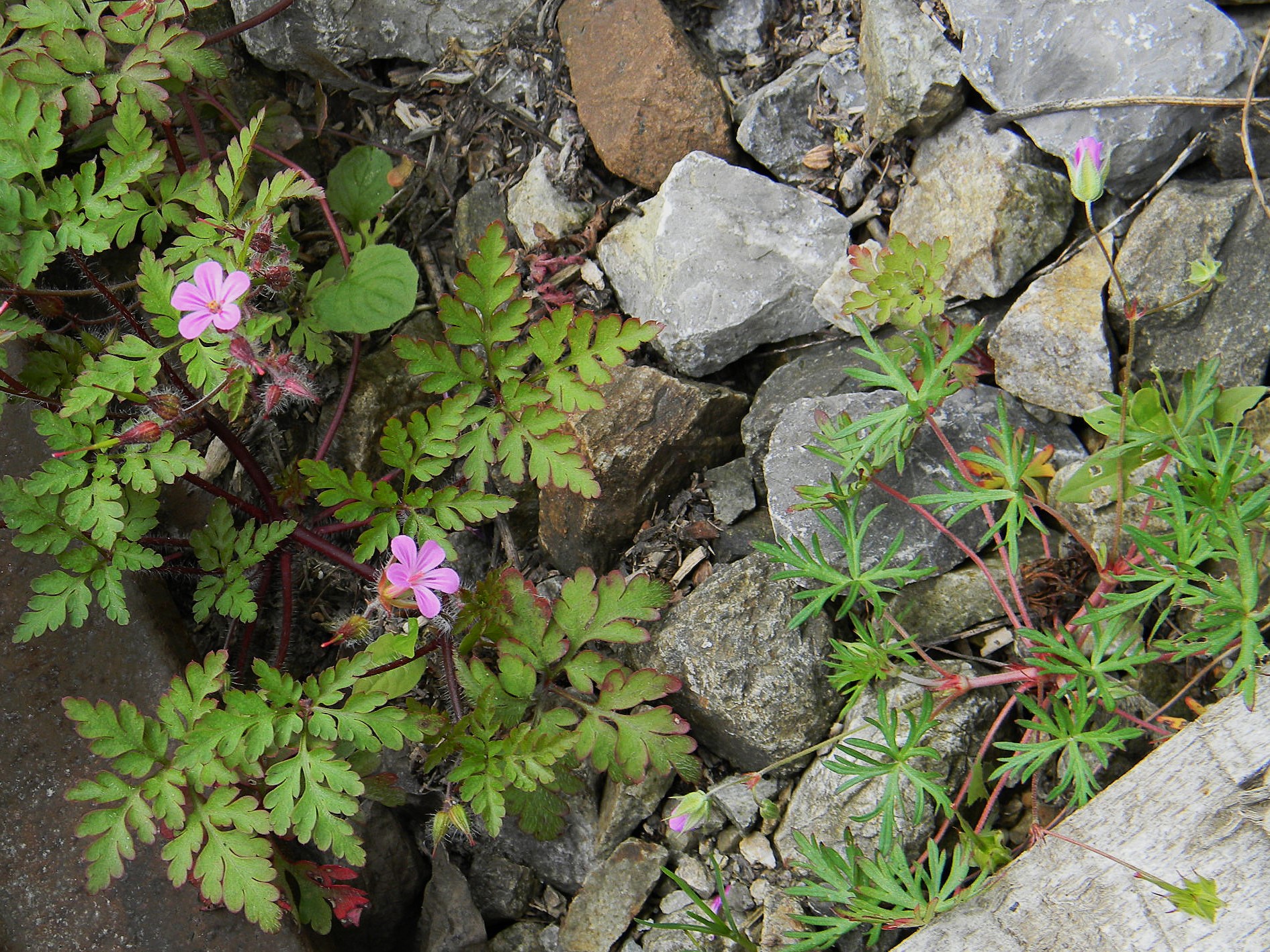 DSCN1206.JPG