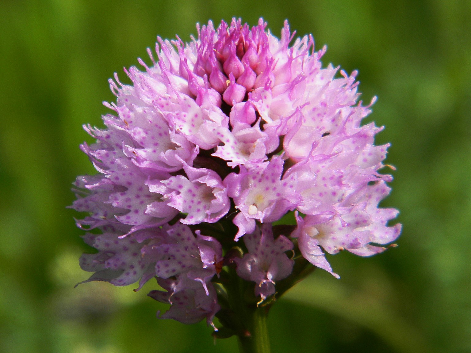 DSCN1238.JPG