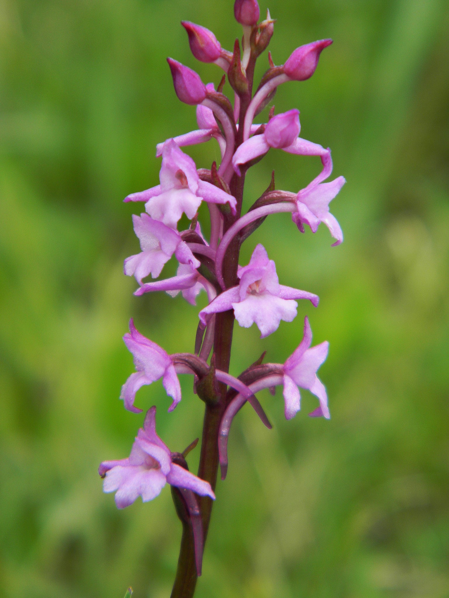 DSCN1251.JPG