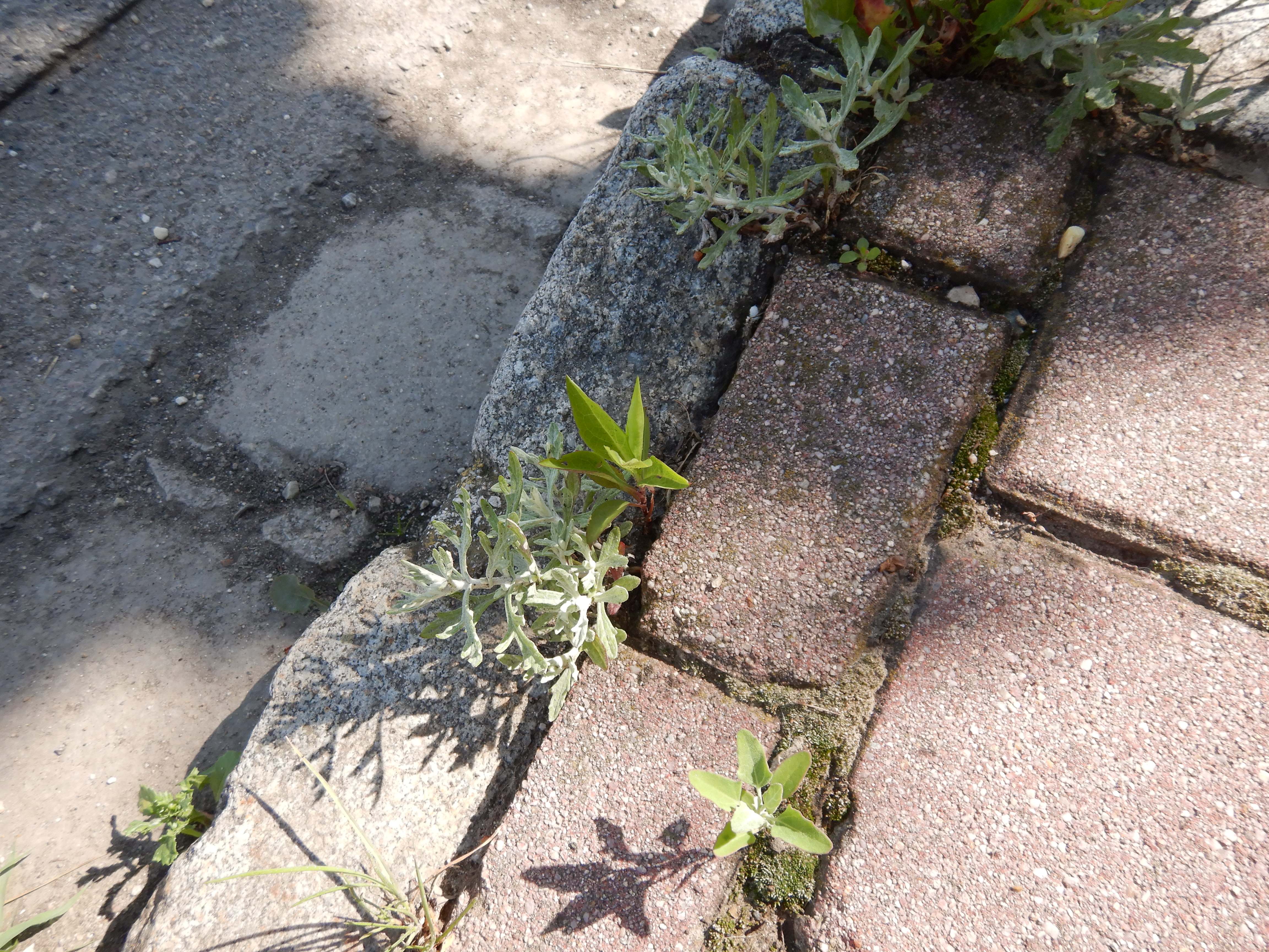 DSCN1441 composite, hohenau, 2025-06-04.jpg