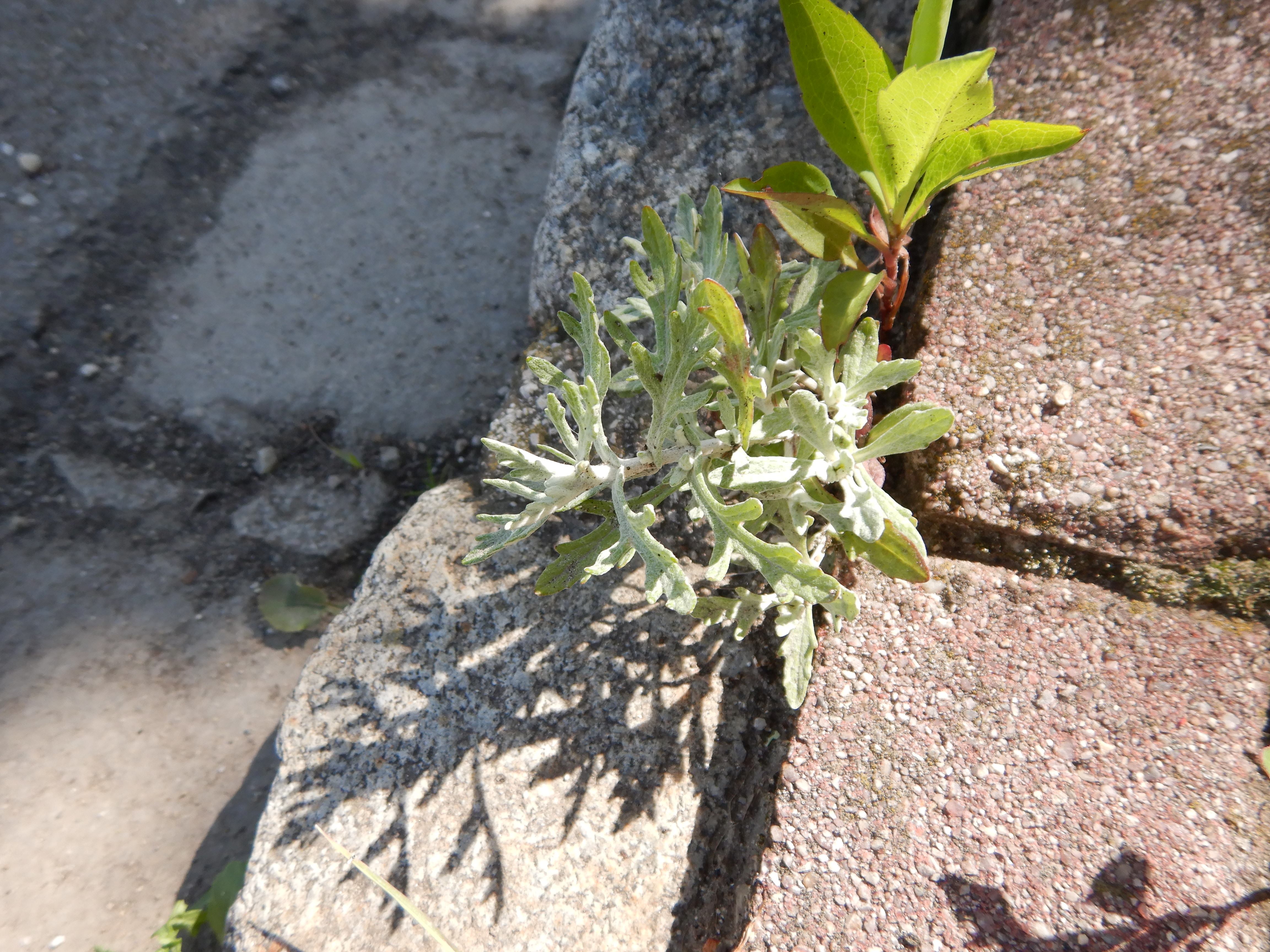 DSCN1442 composite, hohenau, 2025-06-04.jpg
