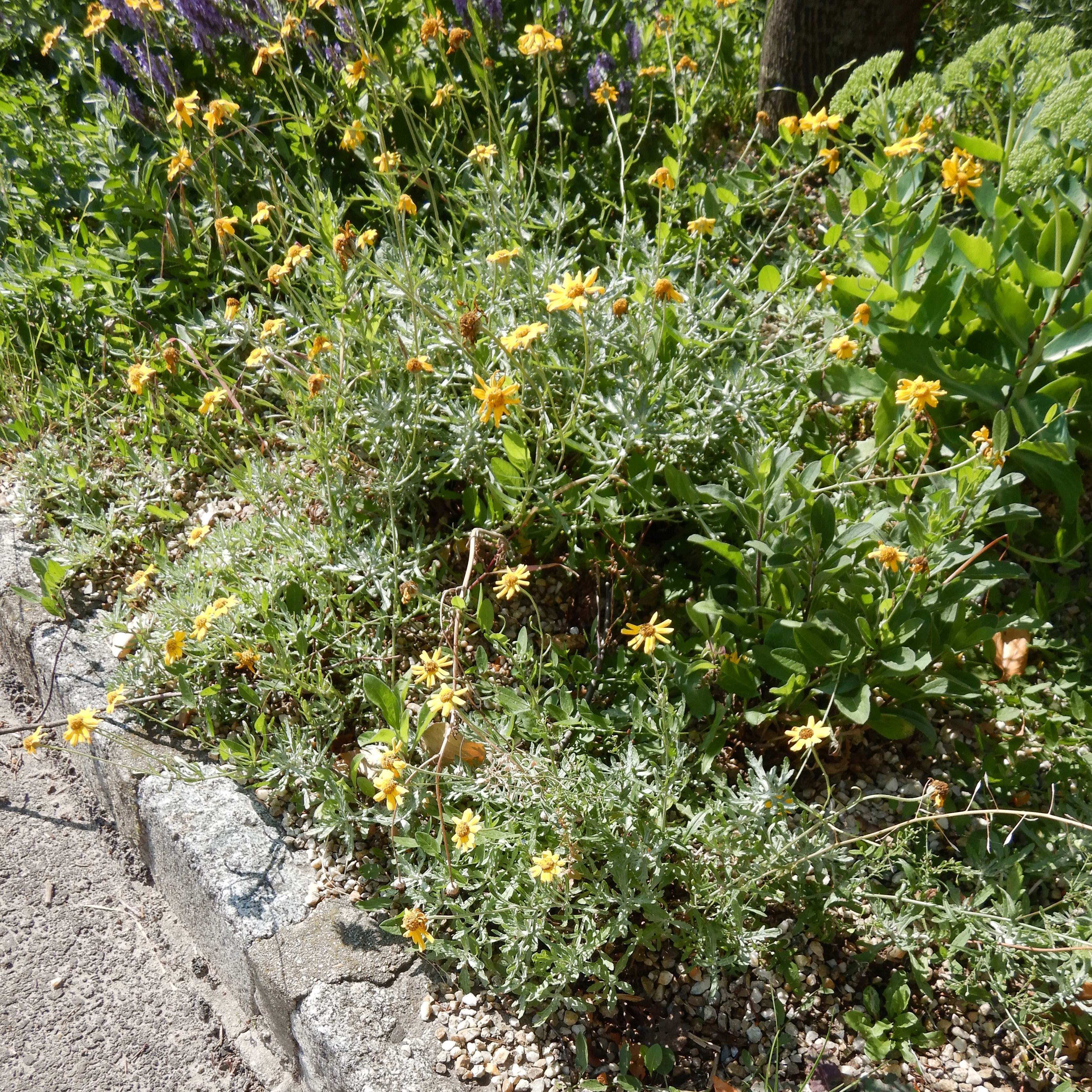 DSCN1393 composite altpflanze, hohenau, 2025-06-04.jpg