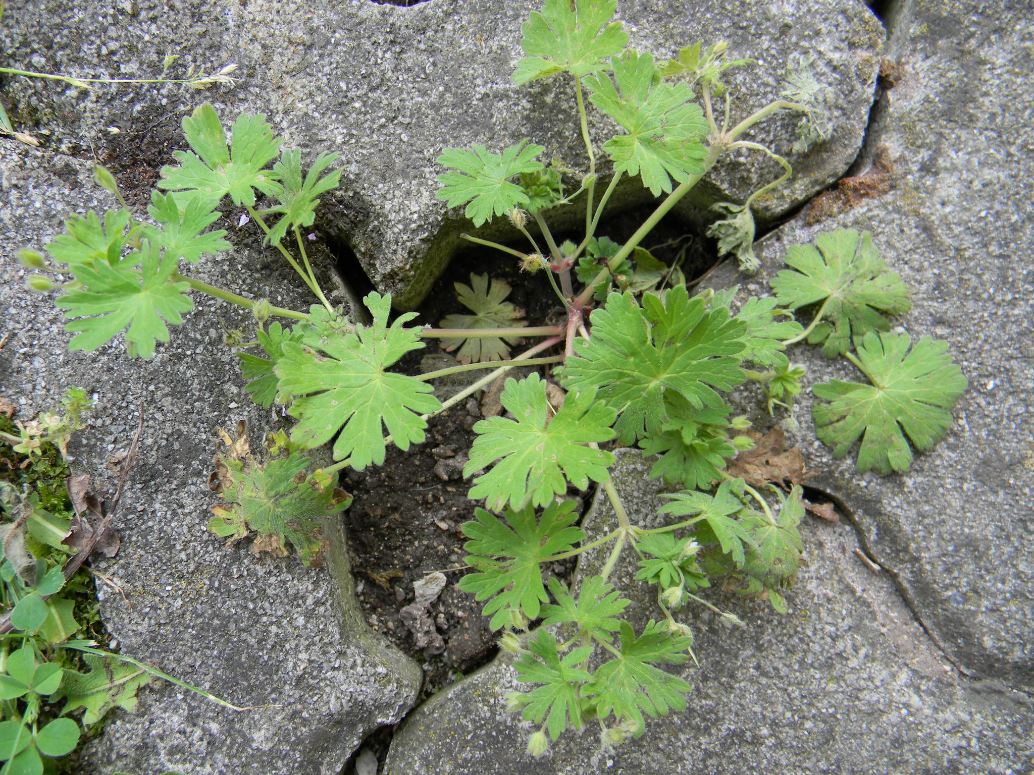 DSCN1259.JPG