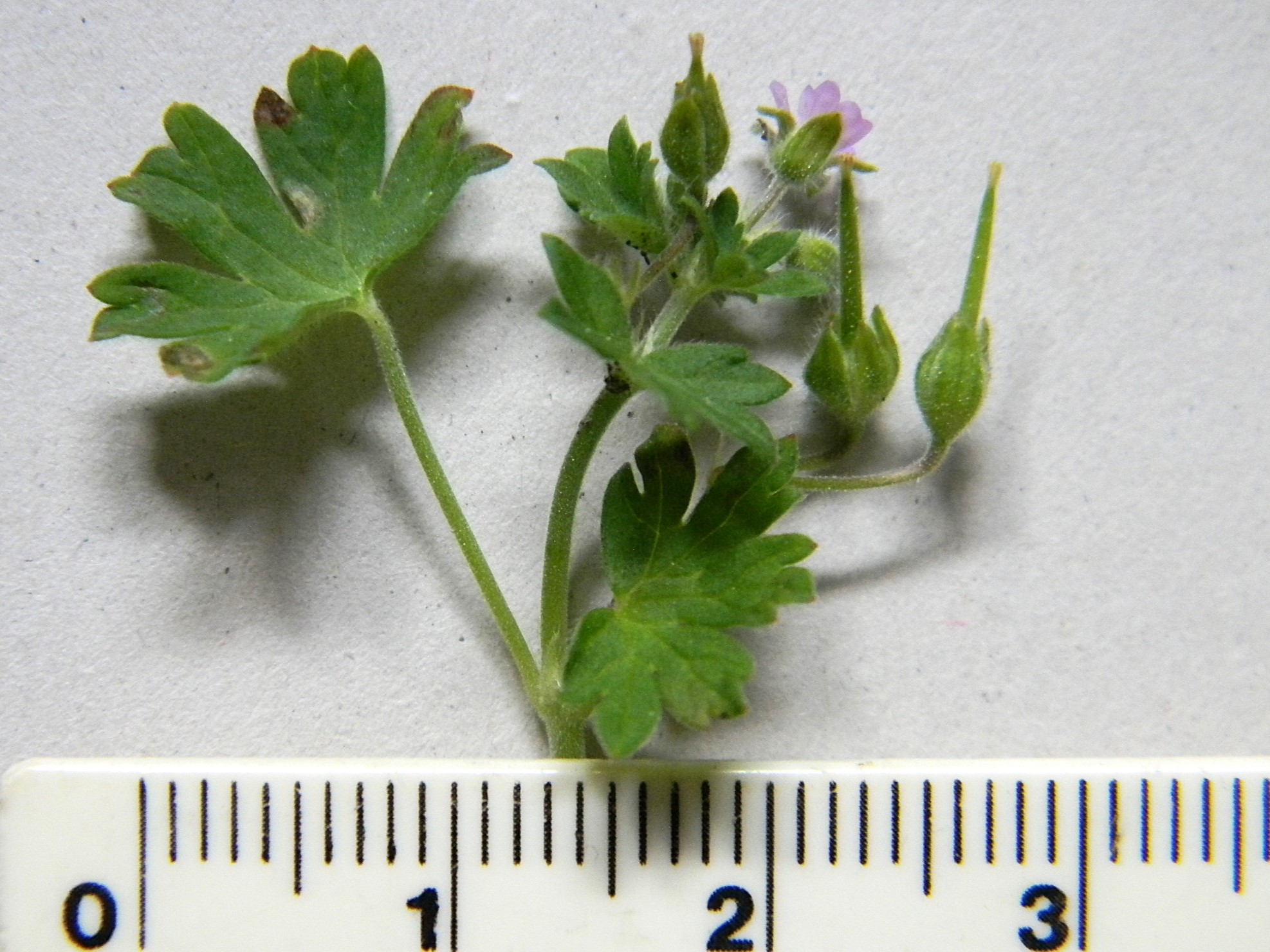 DSCN1265.JPG