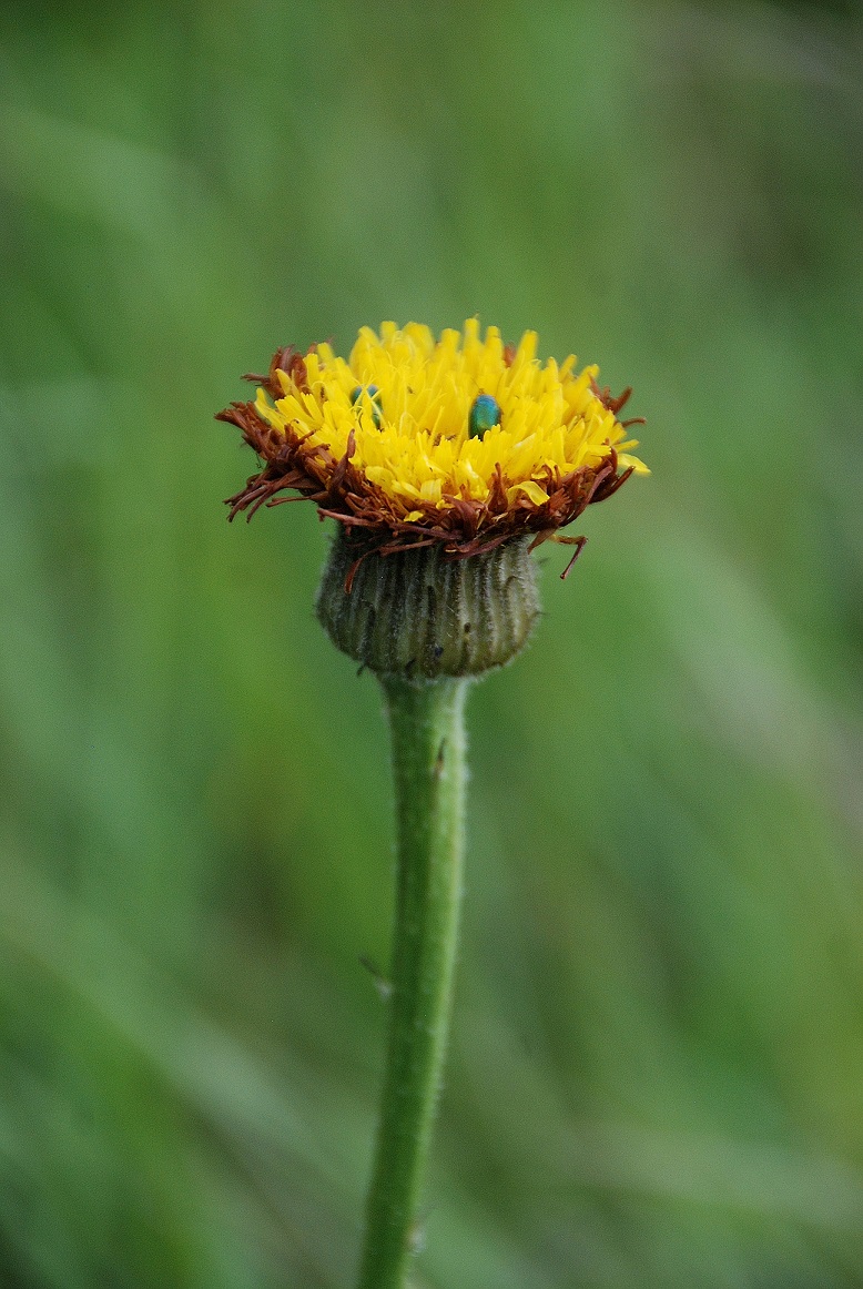 Eichkogel - Mödling - 25052018-(91) - Pflanze - gelb - unbestimmt.JPG