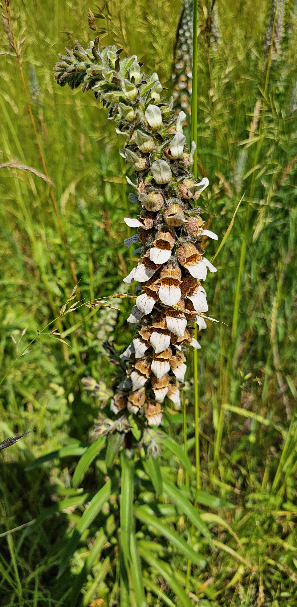 Digitalis lanata.jpg