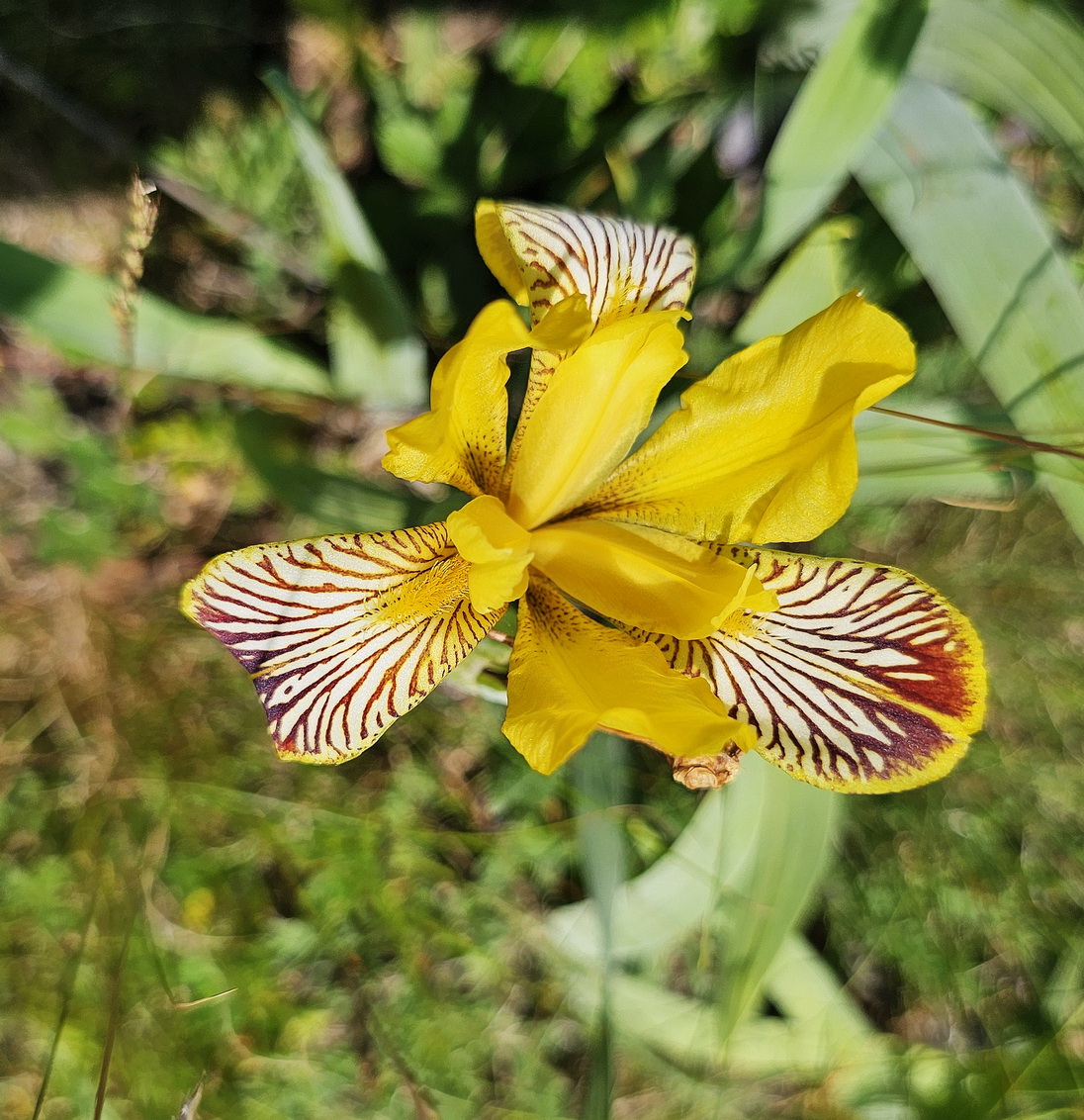 Iris variegata.jpg
