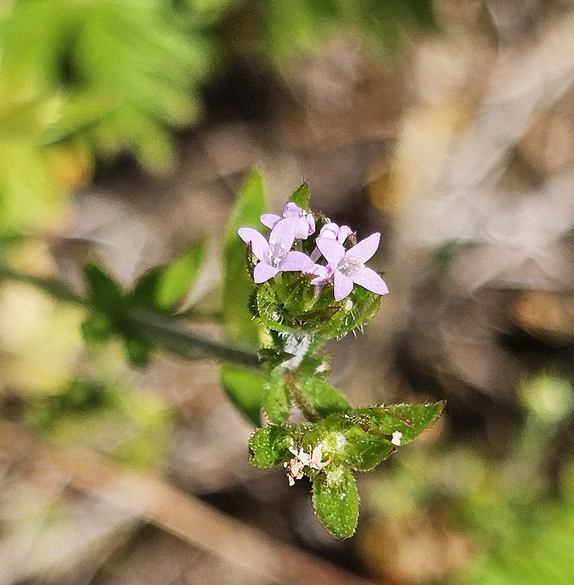 Sheradia arvensis.jpg
