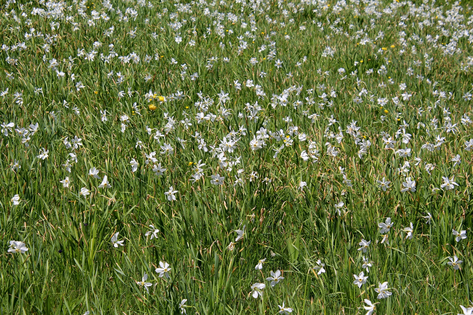 LF- 06062025 - (383) - Narcissus radiiflorus - Stern-Narzisse.JPG