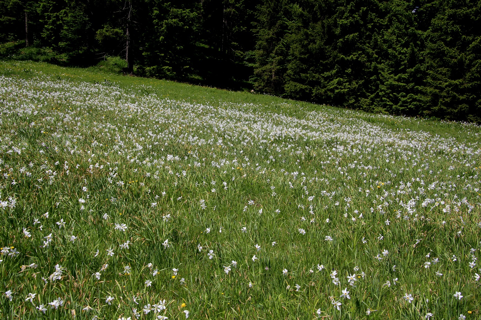LF - 06062025 - (382) - Narcissus radiiflorus - Stern-Narzisse.JPG