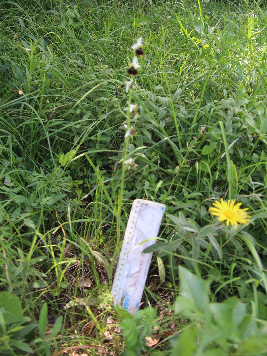 Pdf - 05062025 - (179) -  Ophrys holoserica - Hummel-Ragwurz.JPG