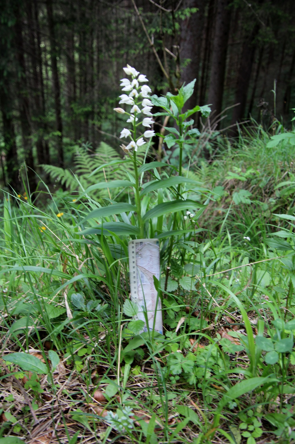 Kernhof - - 06062025 - (73) - Cephalantera longifolia - Schmalblatt-Waldvögelein - Höhe 50 cm.JPG