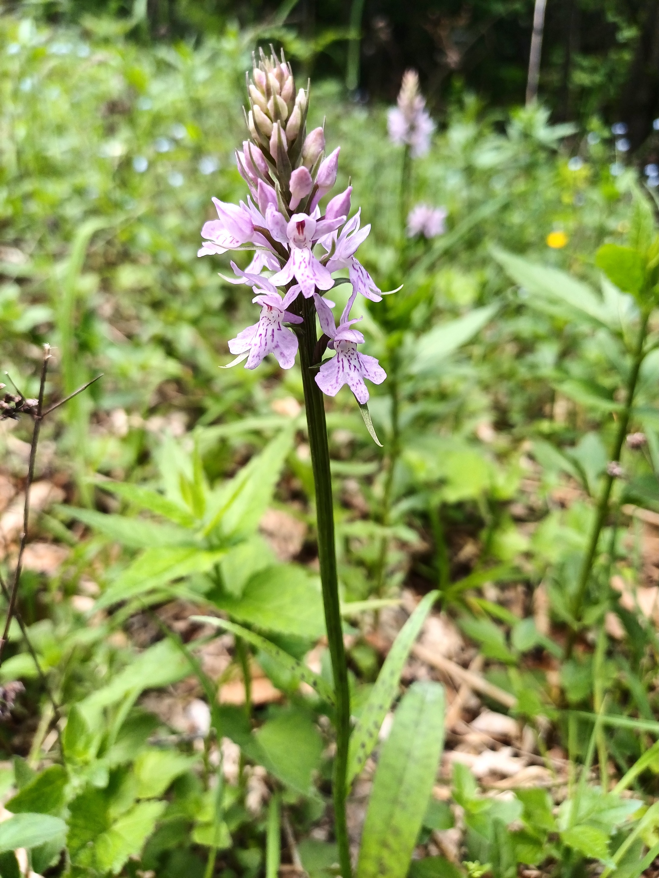 dactylorhiza maculata s. lat. von talstation losenheim linkerhand der abfahrt zu edelweißhütte 20250606_153744.jpg
