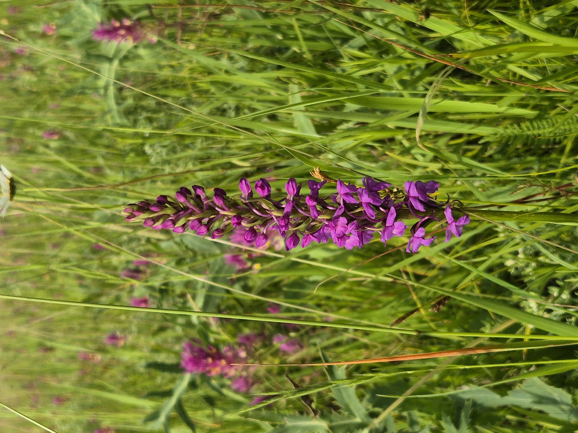 20250608_162055.jpg