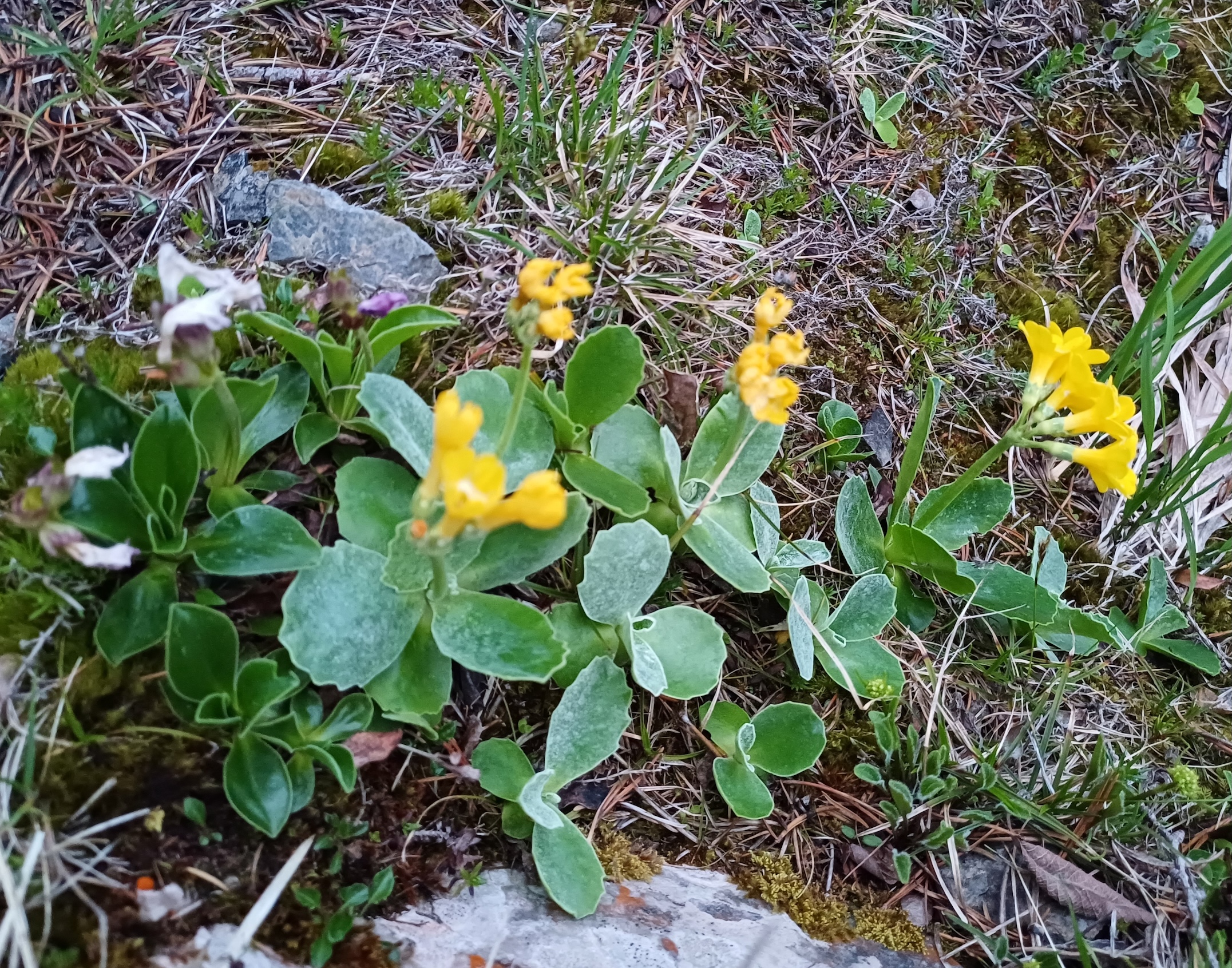 primula auricula fadensteig schneeberg 20250607_045601.jpg