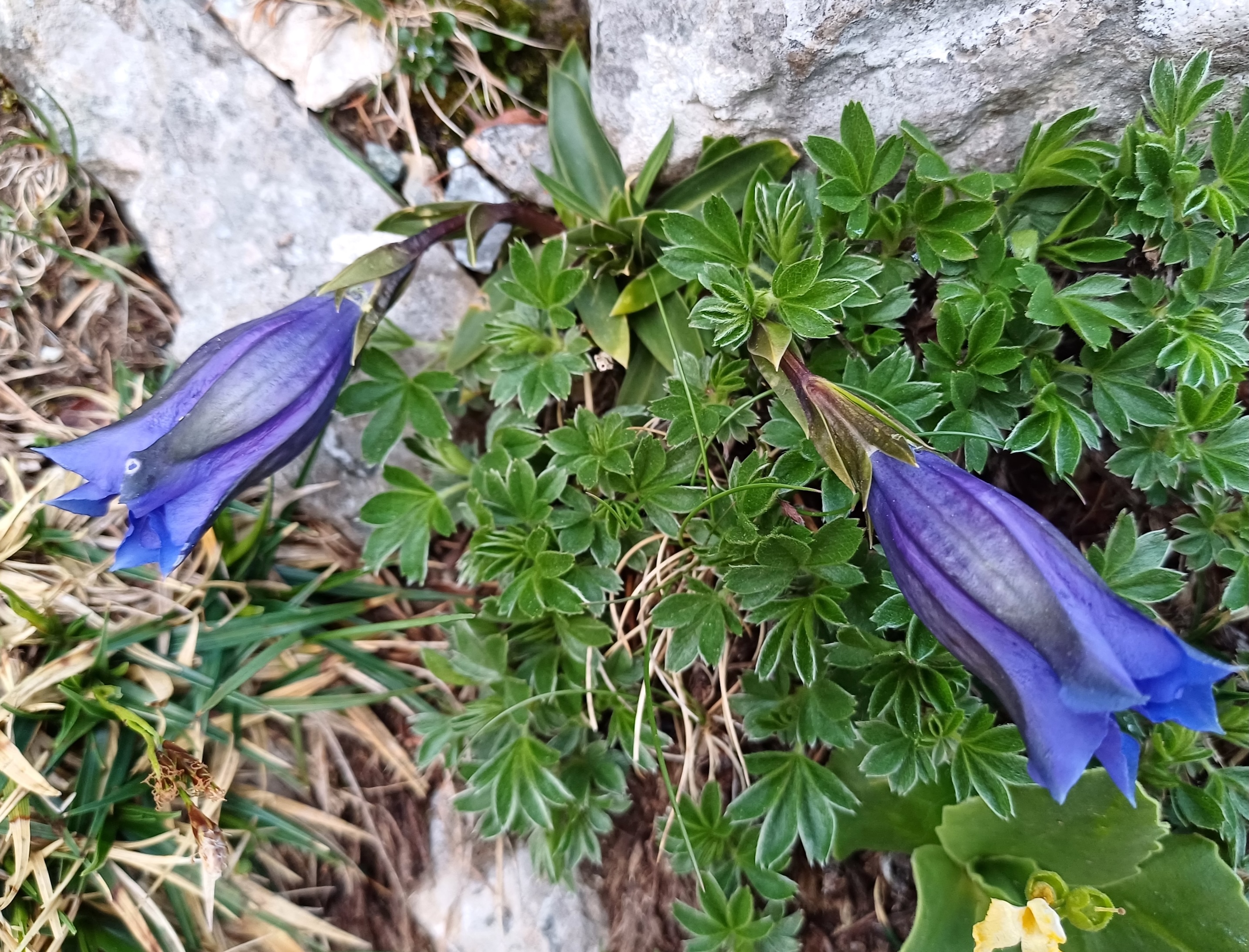 gentiana clusii fadensteig schneeberg 20250607_052504.jpg