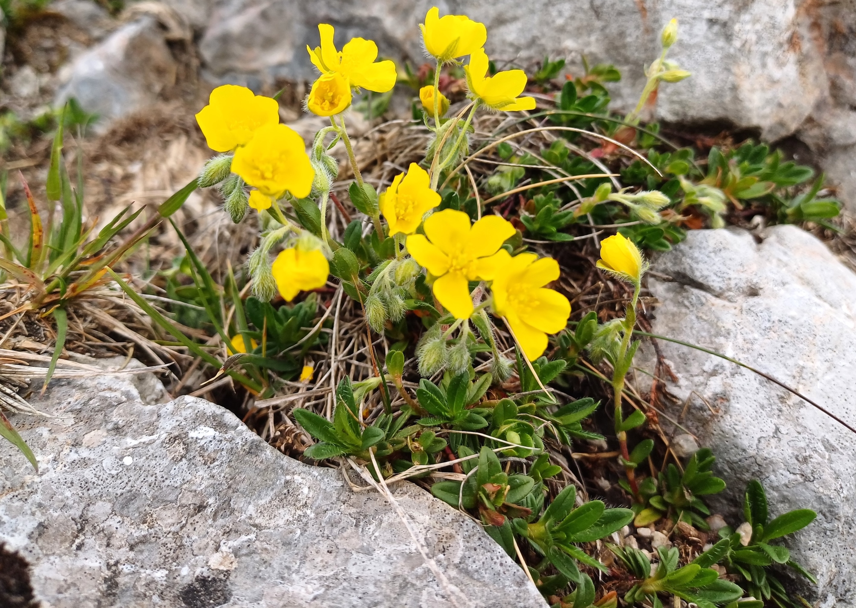 helianthemum alpestre s. str. fadensteig schneeberg 20250607_083700.jpg
