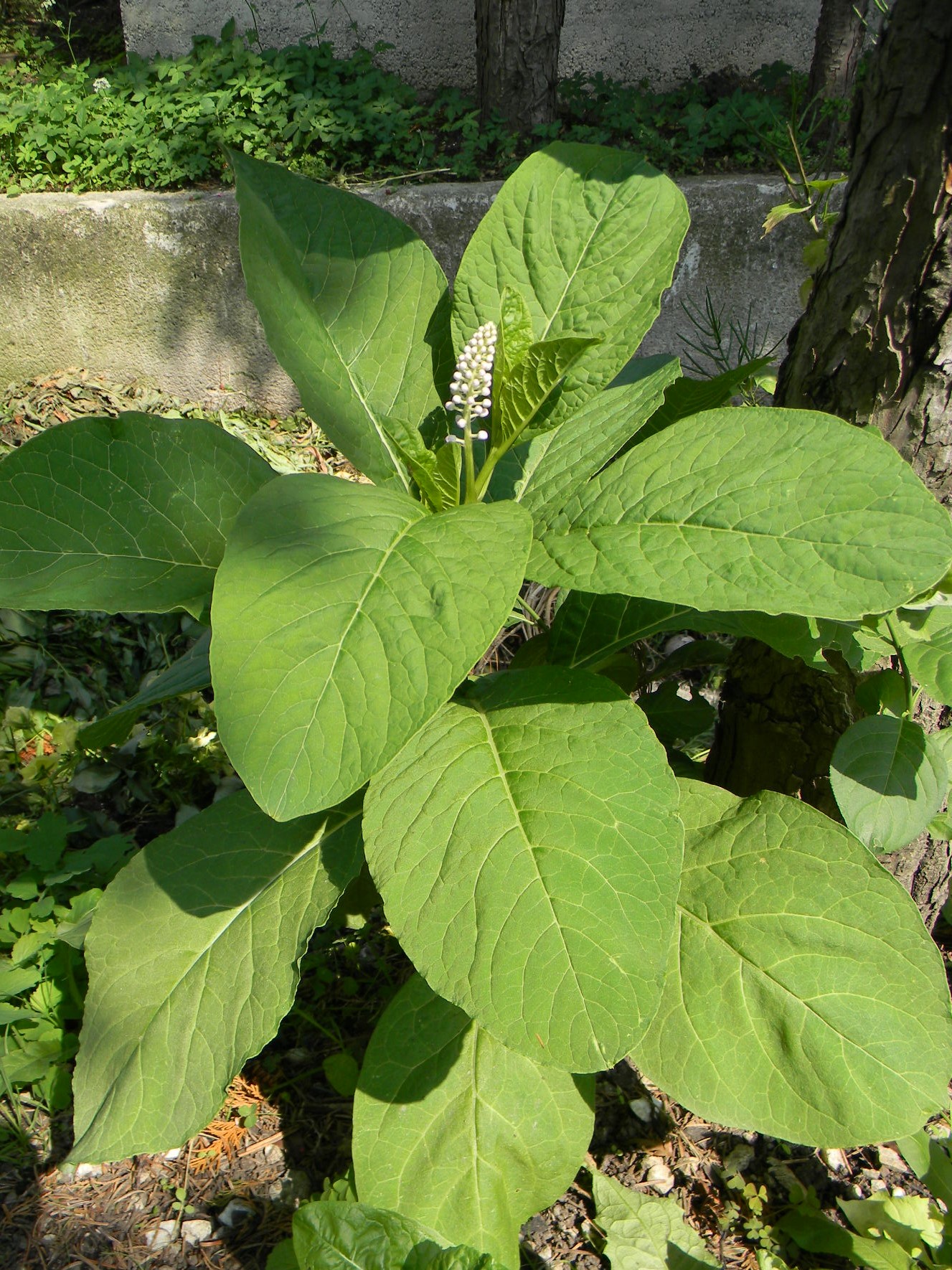 DSCN1269.JPG