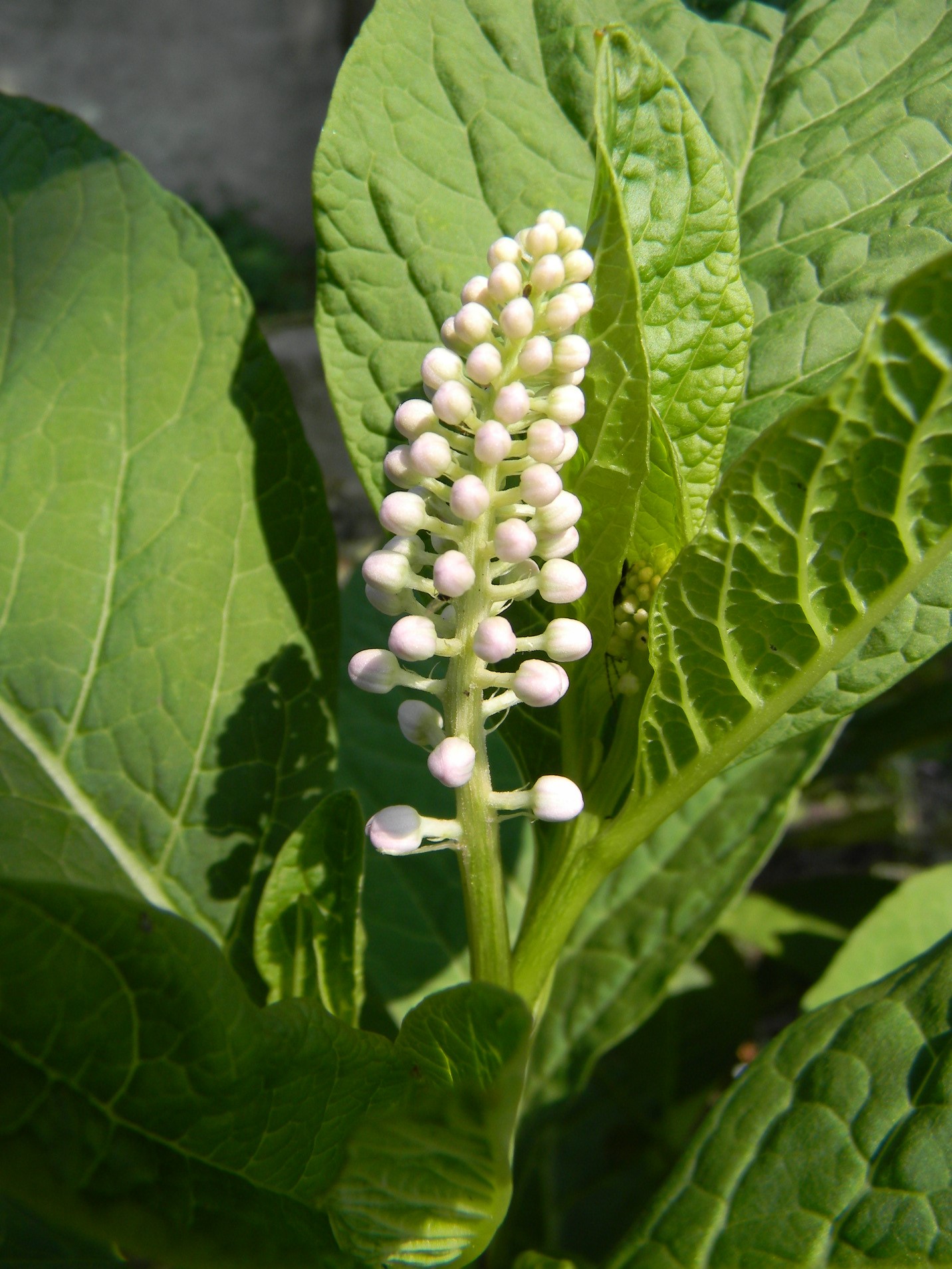 DSCN1270.JPG