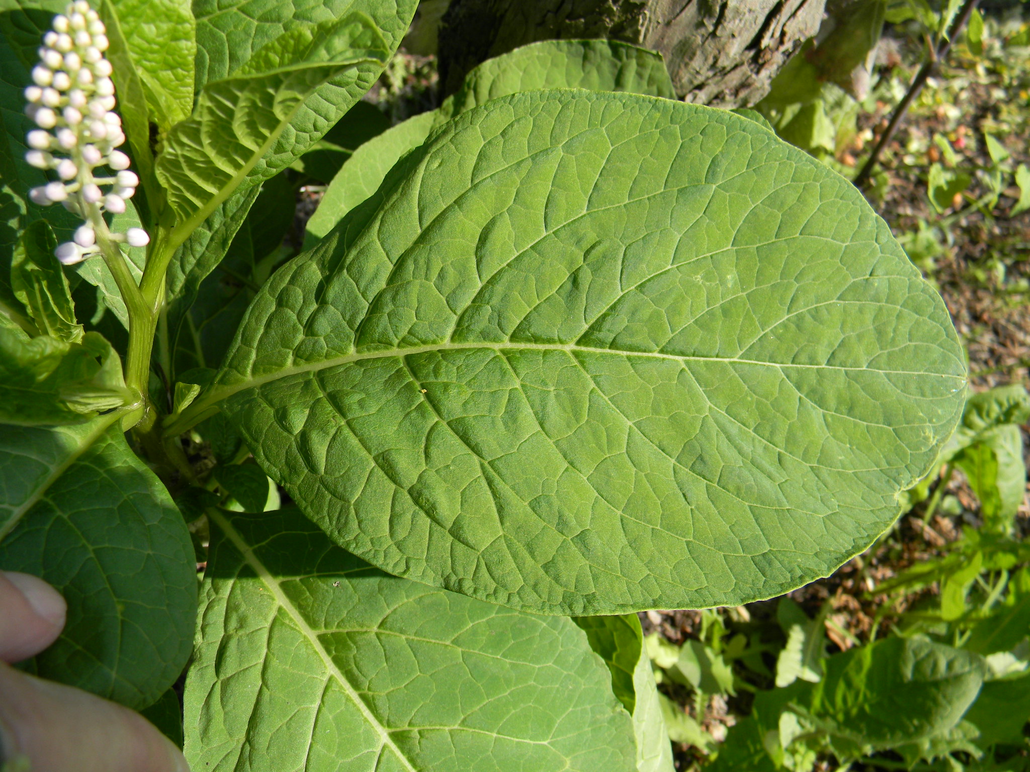 DSCN1271.JPG