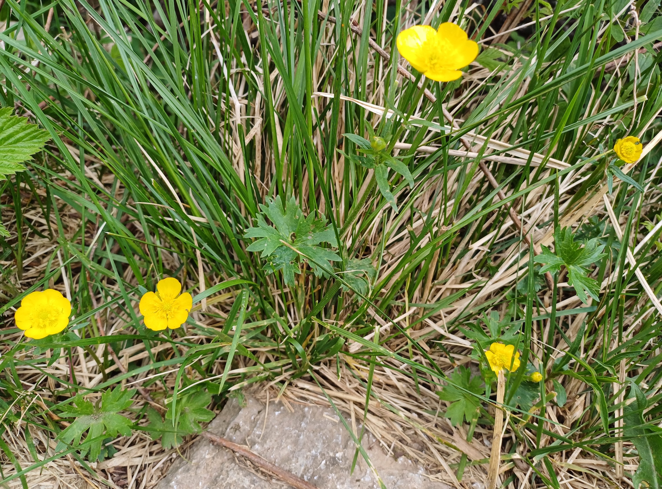 ranunculus montanus fadensteig schneeberg 20250607_085437.jpg